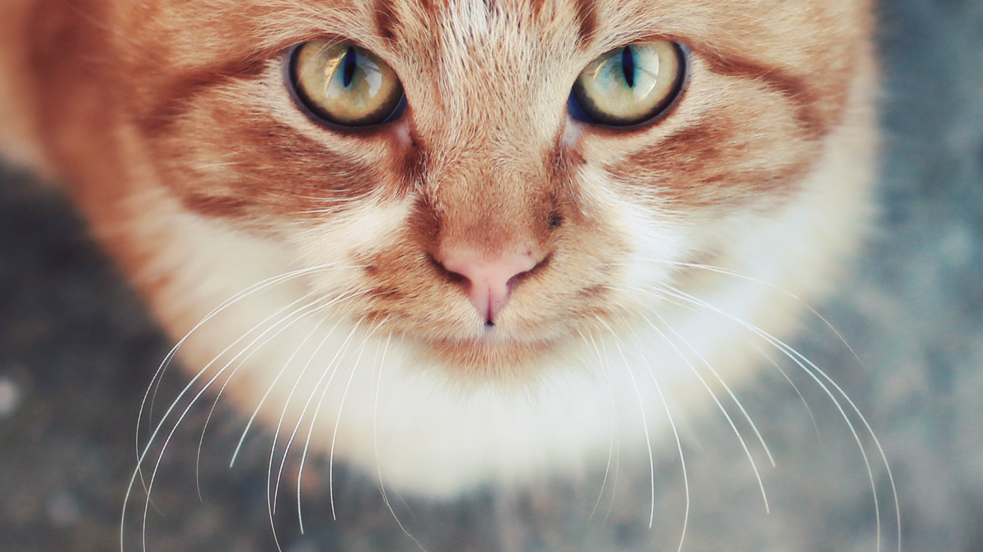 Download mobile wallpaper Cat, Cats, Animal for free.