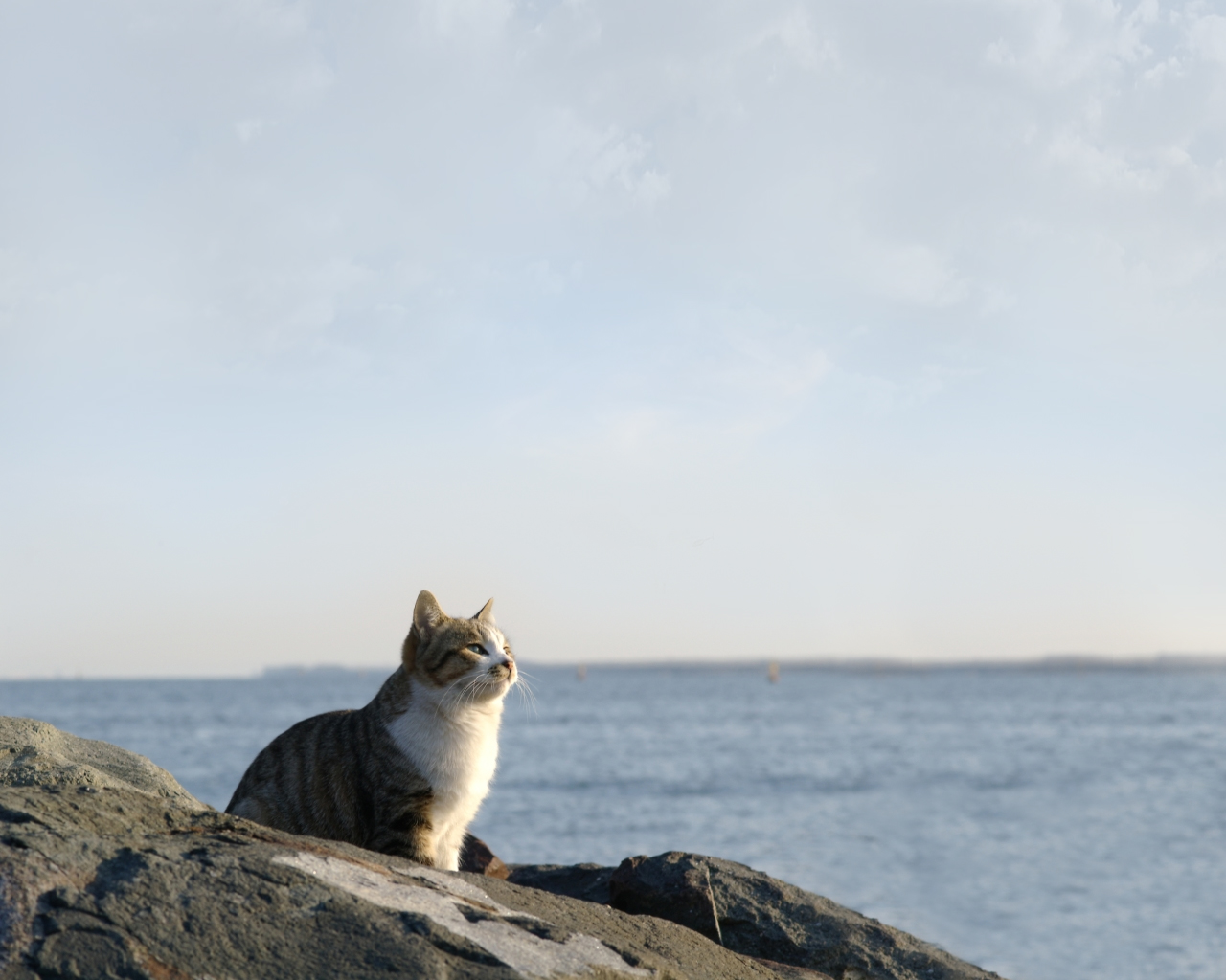 Téléchargez des papiers peints mobile Animaux, Chat gratuitement.