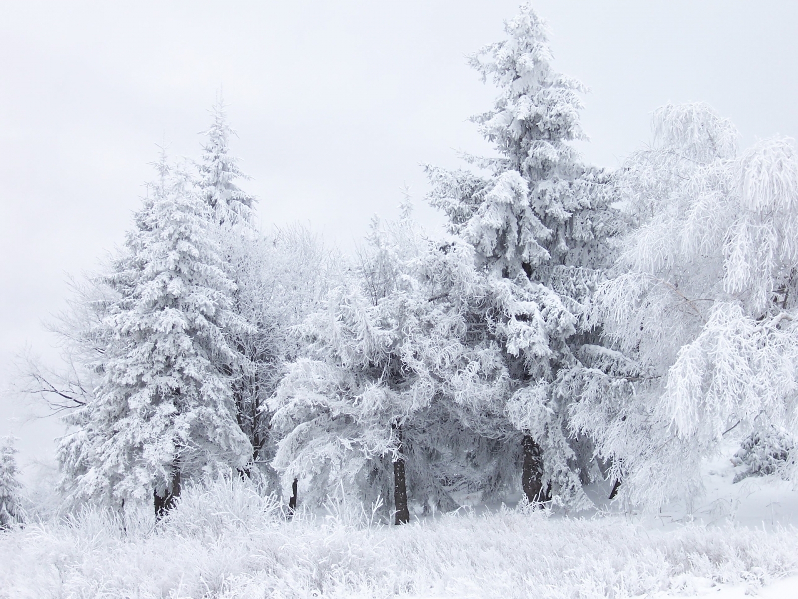 Скачать обои бесплатно Деревья, Елки, Пейзаж, Зима картинка на рабочий стол ПК