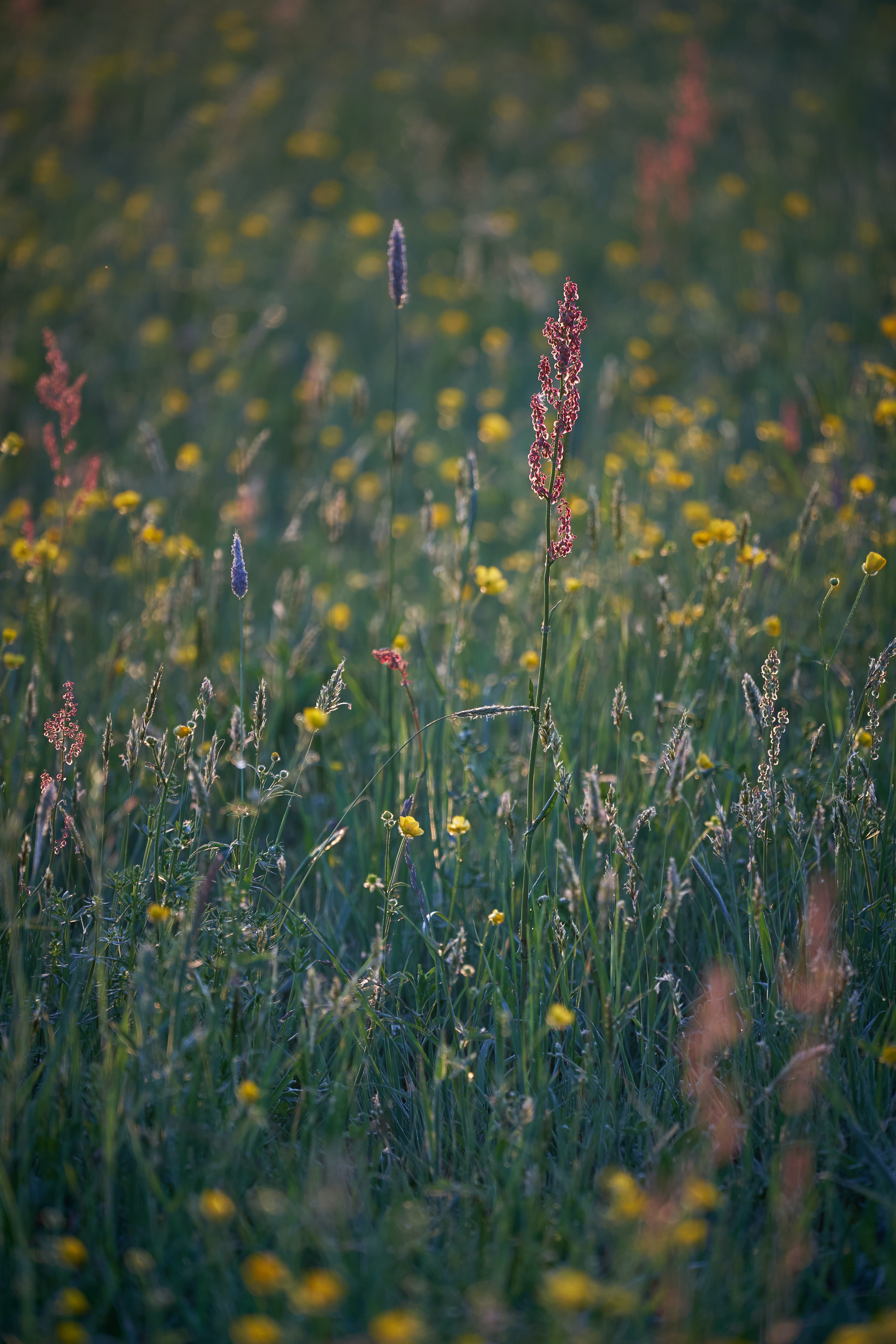 Free download wallpaper Grass, Nature, Summer, Field, Plants on your PC desktop