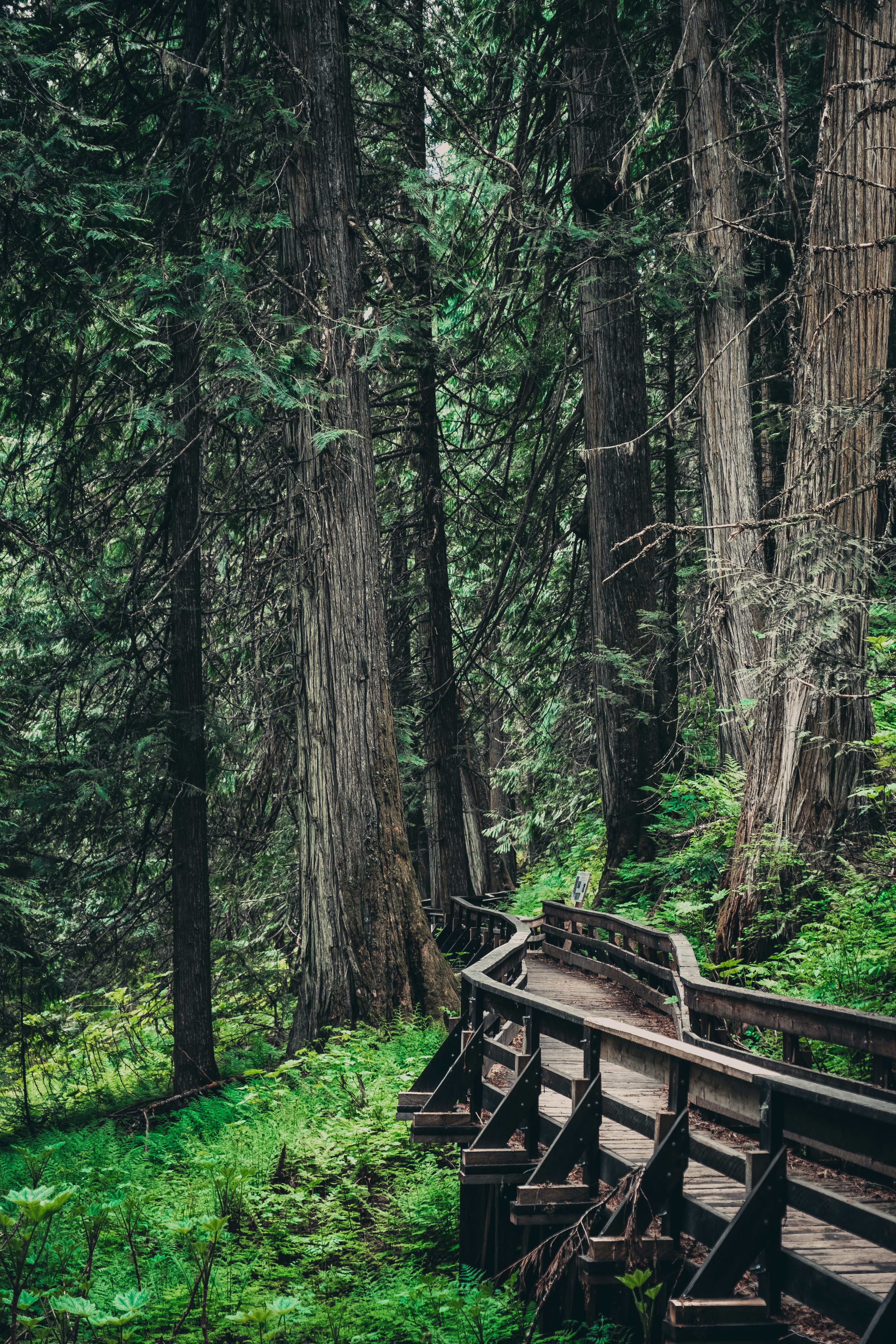 Descarga gratuita de fondo de pantalla para móvil de Naturaleza, Árboles, Madera, Bosque, Sucursales, Ramas, Puente, De Madera.