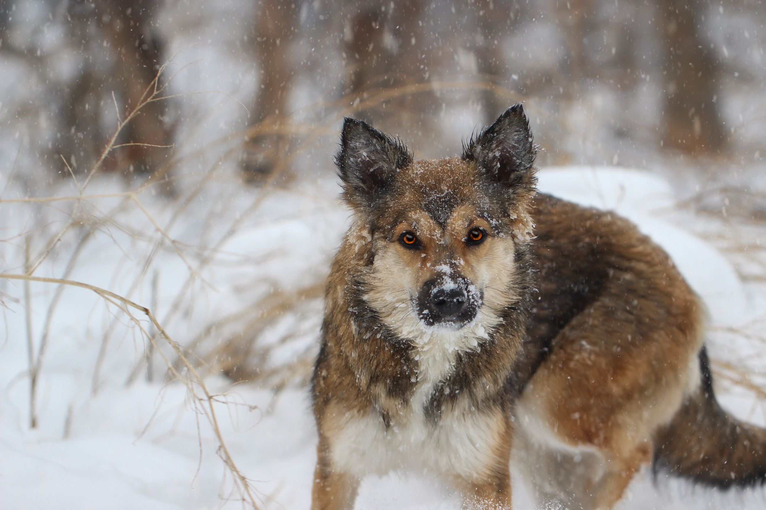 Baixar papel de parede para celular de Animais, Cães, Cão, Queda De Neve, Olhar Fixamente, Profundidade De Campo gratuito.