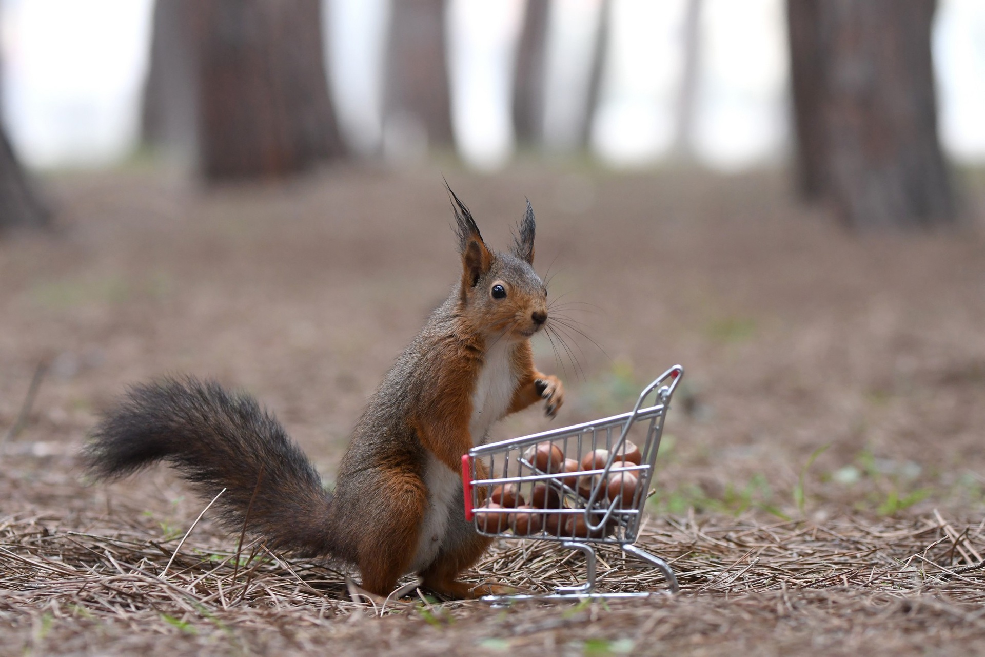 Laden Sie das Tiere, Eichhörnchen, Nagetier, Nuss-Bild kostenlos auf Ihren PC-Desktop herunter