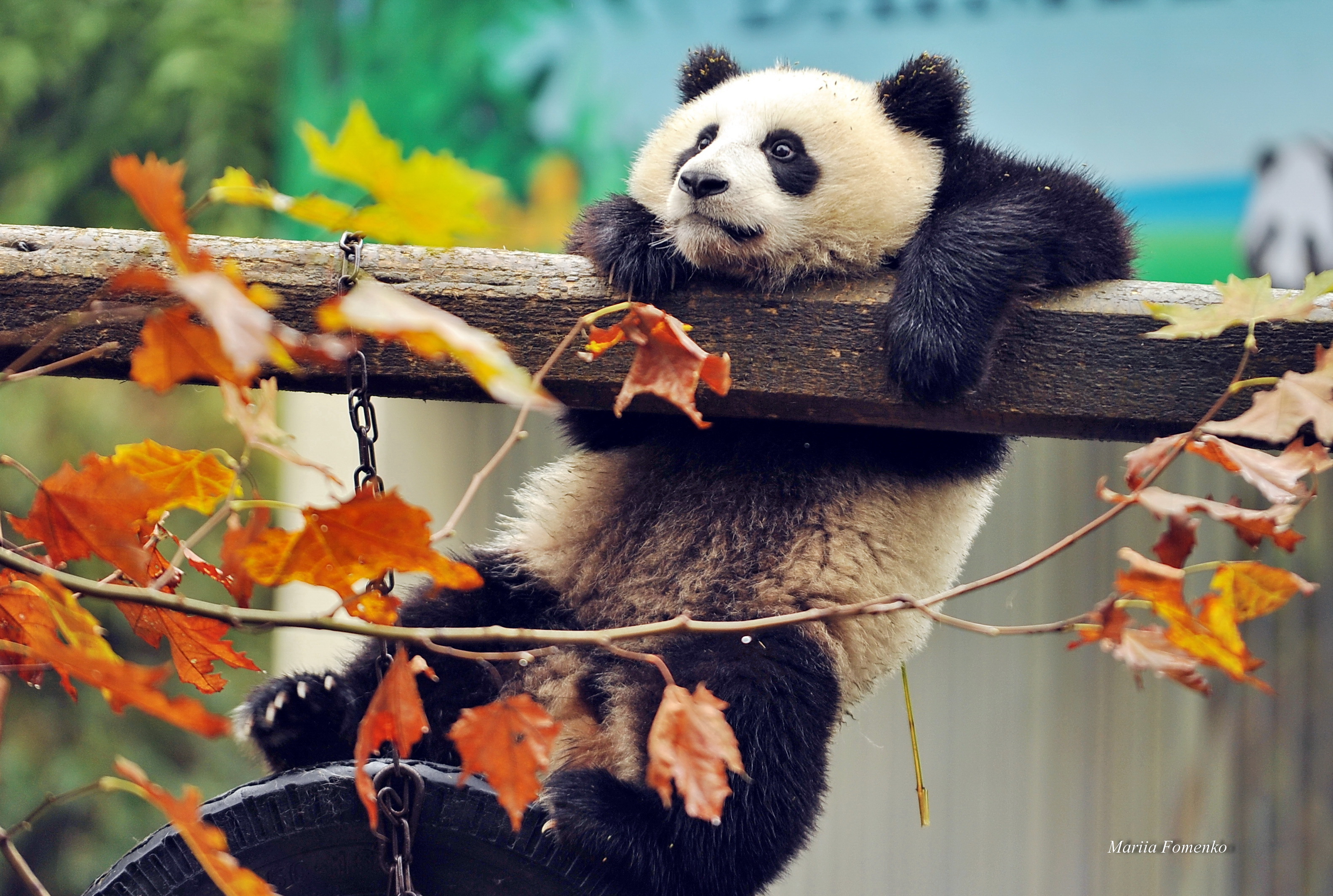 153007 скачать картинку панда, медведь, животные, ветка, дерево - обои и заставки бесплатно