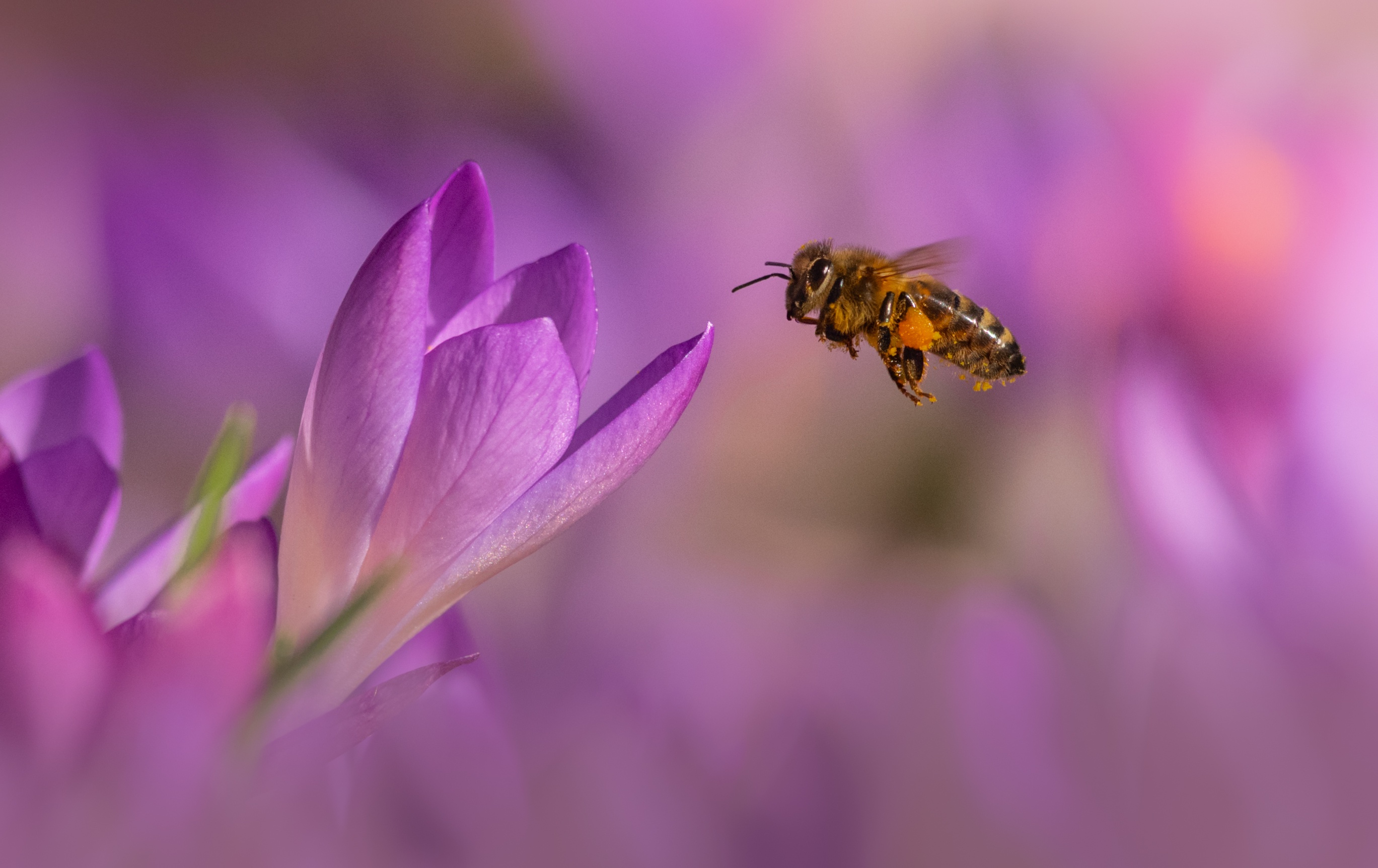 Laden Sie das Tiere, Insekten, Makro, Biene-Bild kostenlos auf Ihren PC-Desktop herunter