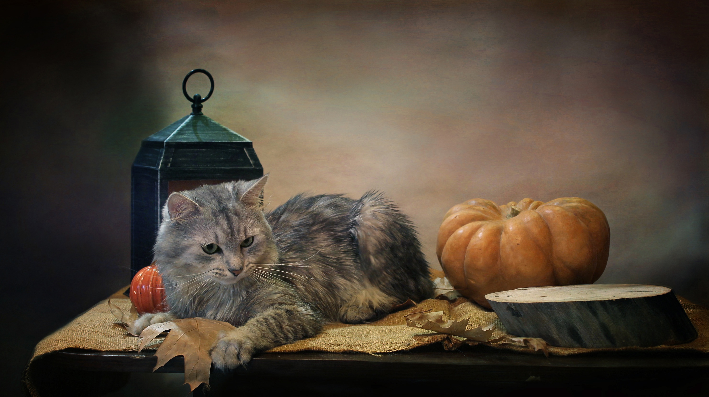 Download mobile wallpaper Cats, Pumpkin, Cat, Lantern, Animal, Burlap for free.