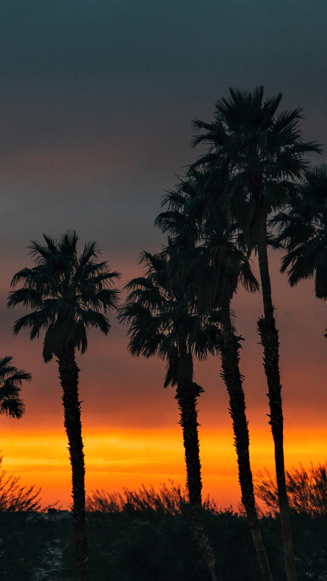 Download mobile wallpaper Sunset, Silhouette, Earth, Tropical, Palm Tree for free.