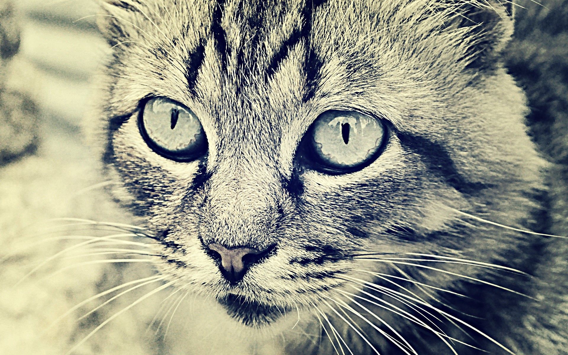 animals, cat, muzzle, eyes, bw, chb Image for desktop