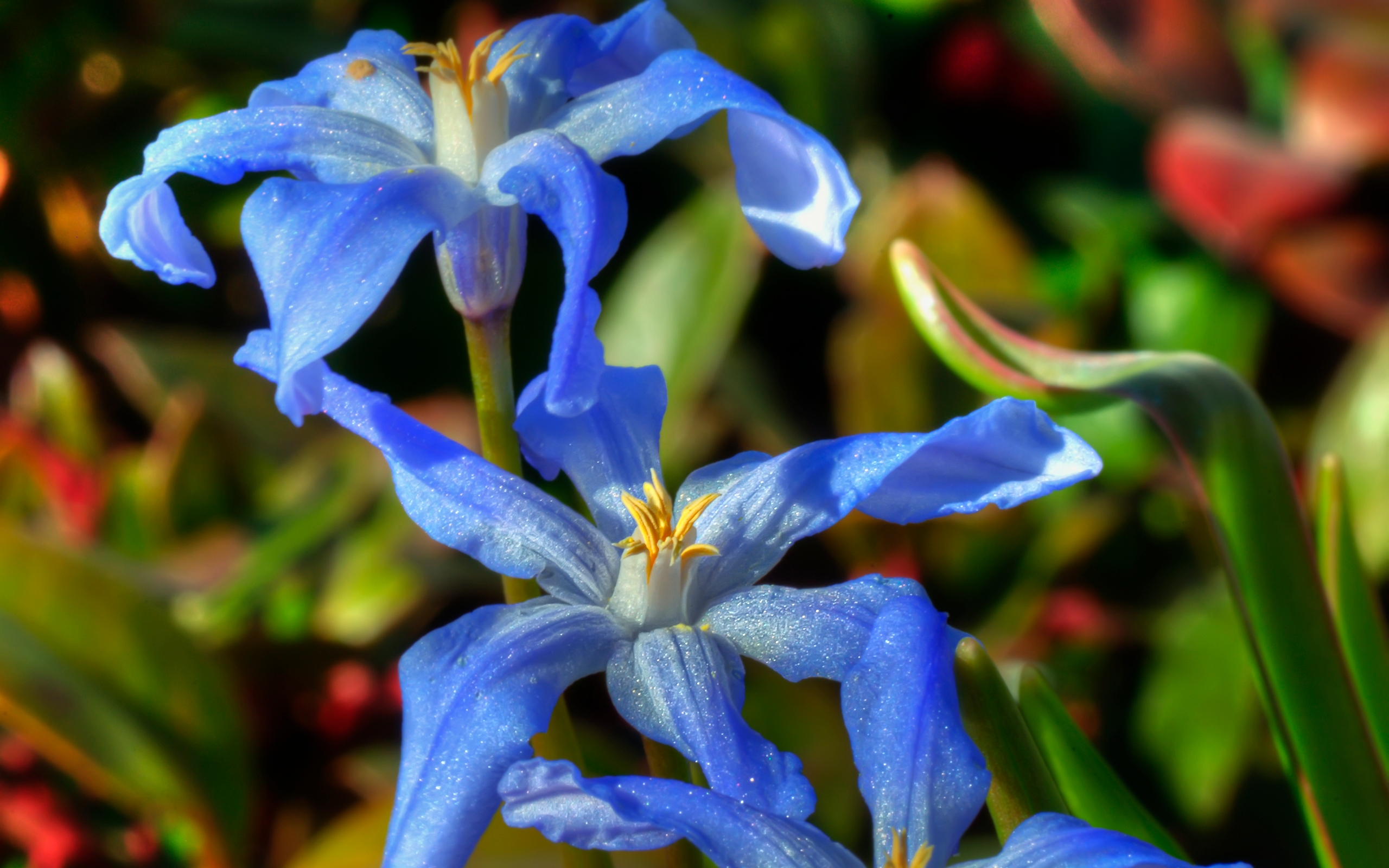 Descarga gratuita de fondo de pantalla para móvil de Flores, Flor, Tierra/naturaleza.