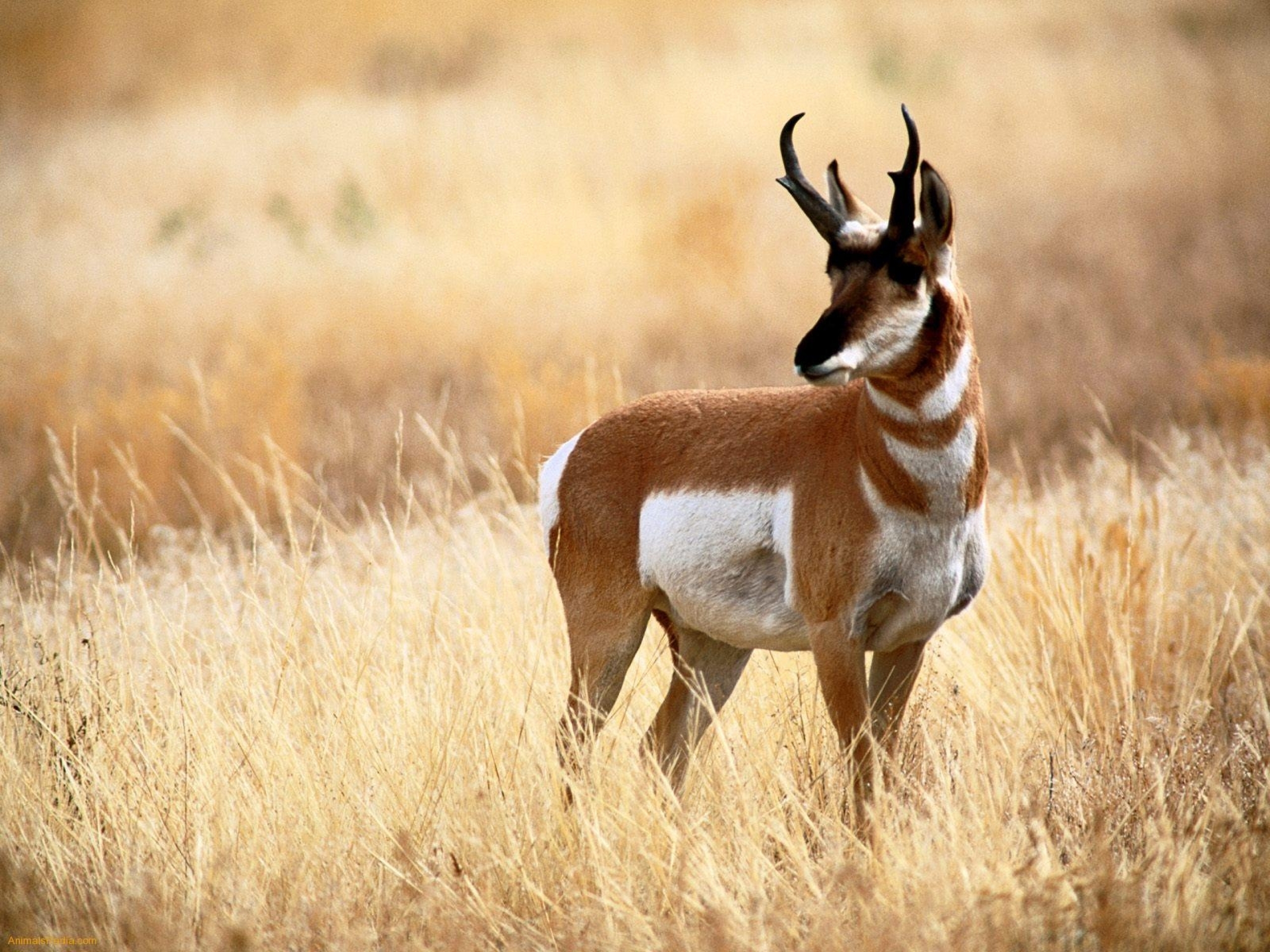 581409 Bild herunterladen tiere, antilope, gabelbock - Hintergrundbilder und Bildschirmschoner kostenlos