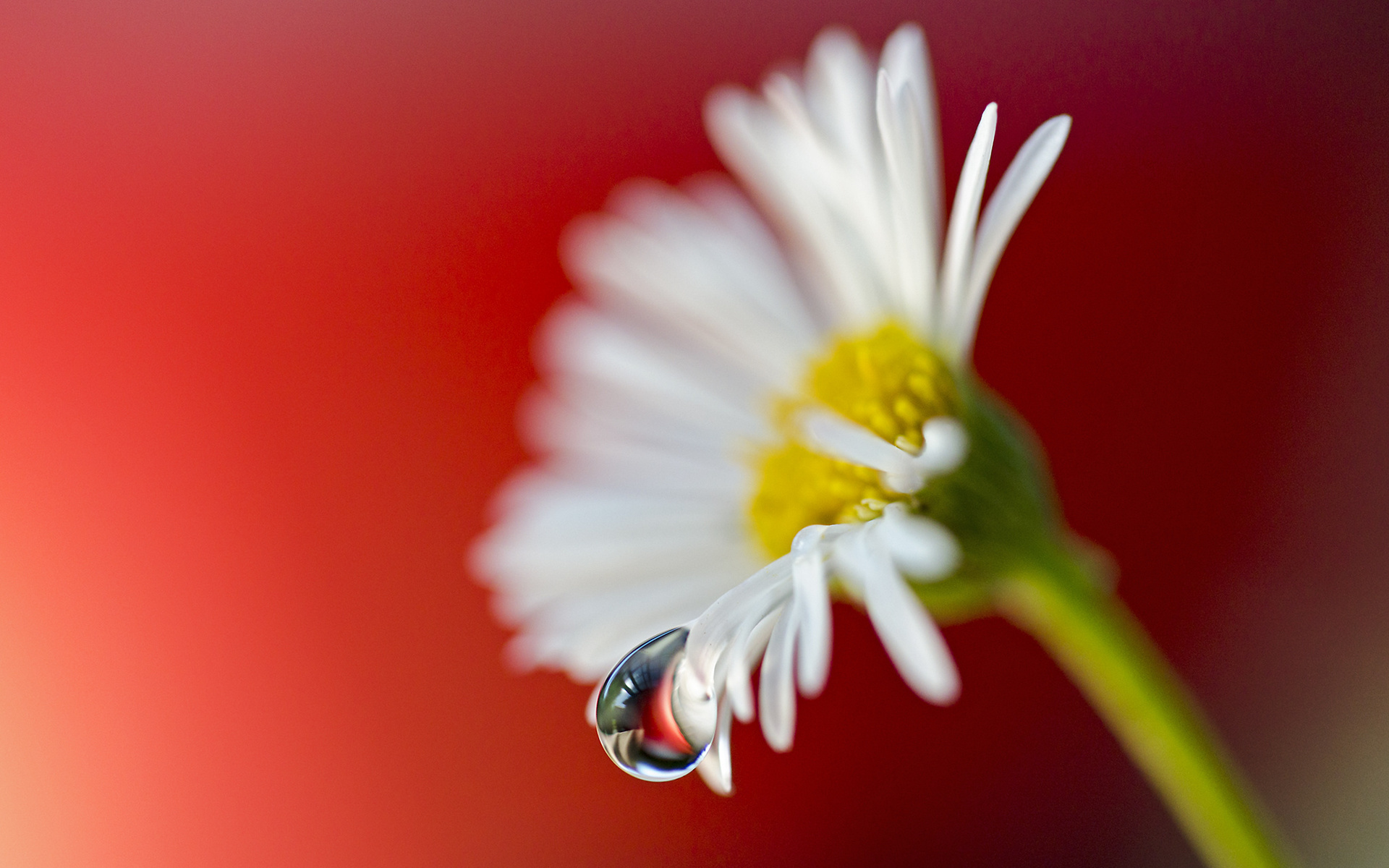 Téléchargez gratuitement l'image Fleurs, Fleur, Terre/nature sur le bureau de votre PC