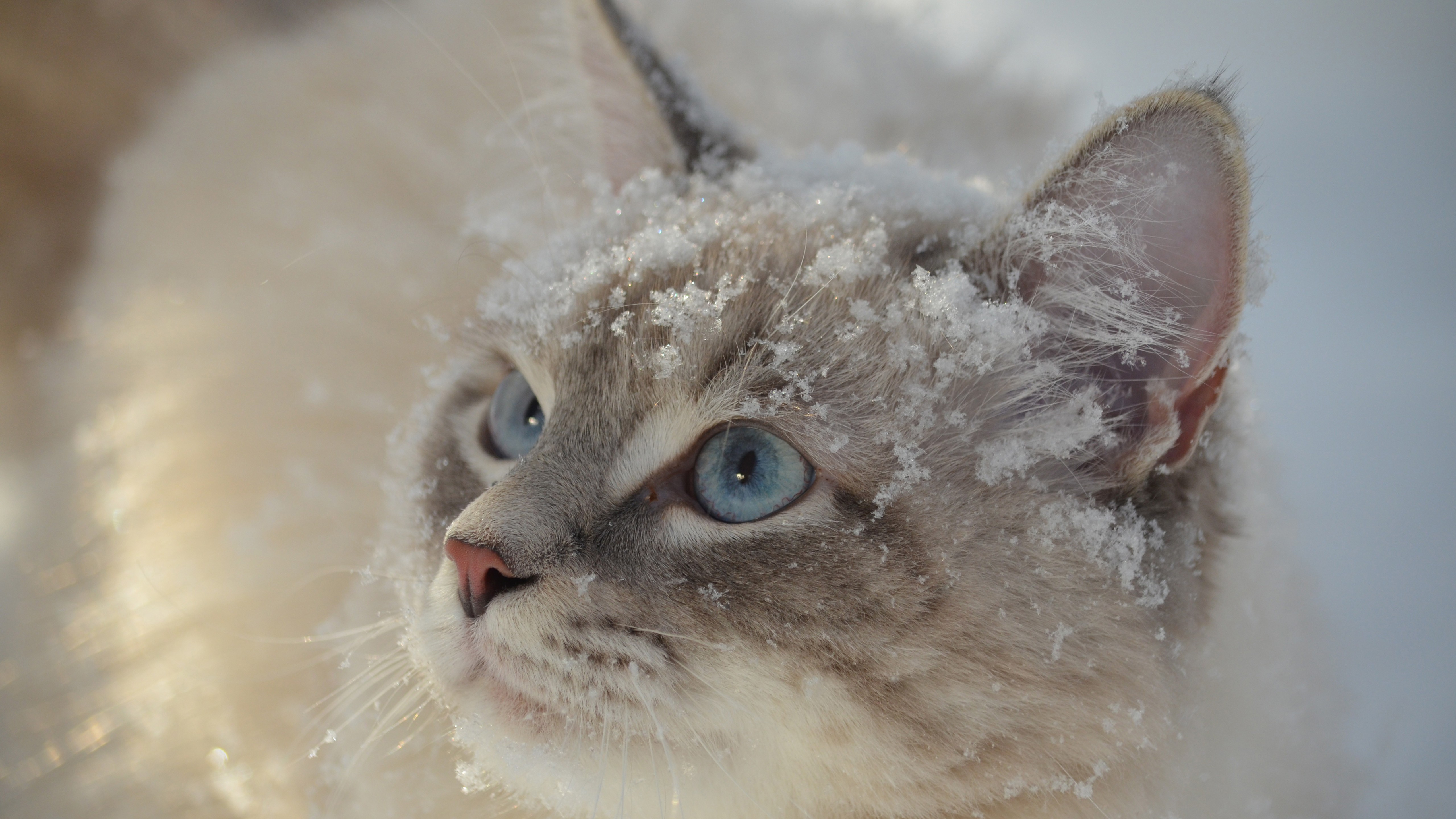 Handy-Wallpaper Tiere, Katzen, Schnee, Katze kostenlos herunterladen.
