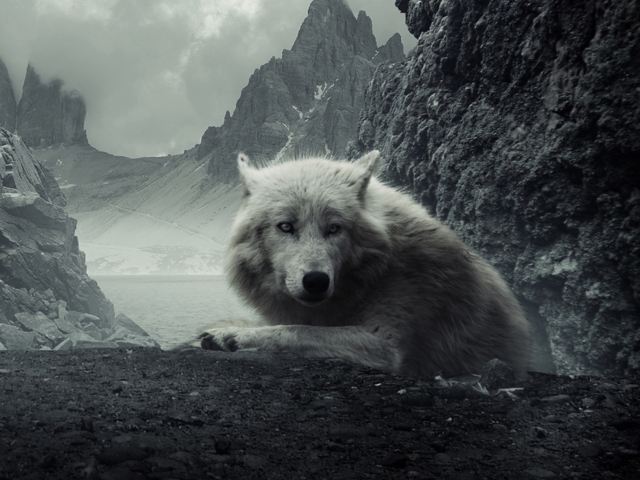 Download mobile wallpaper Mountain, Wolf, Animal, White Wolf, Wolves for free.