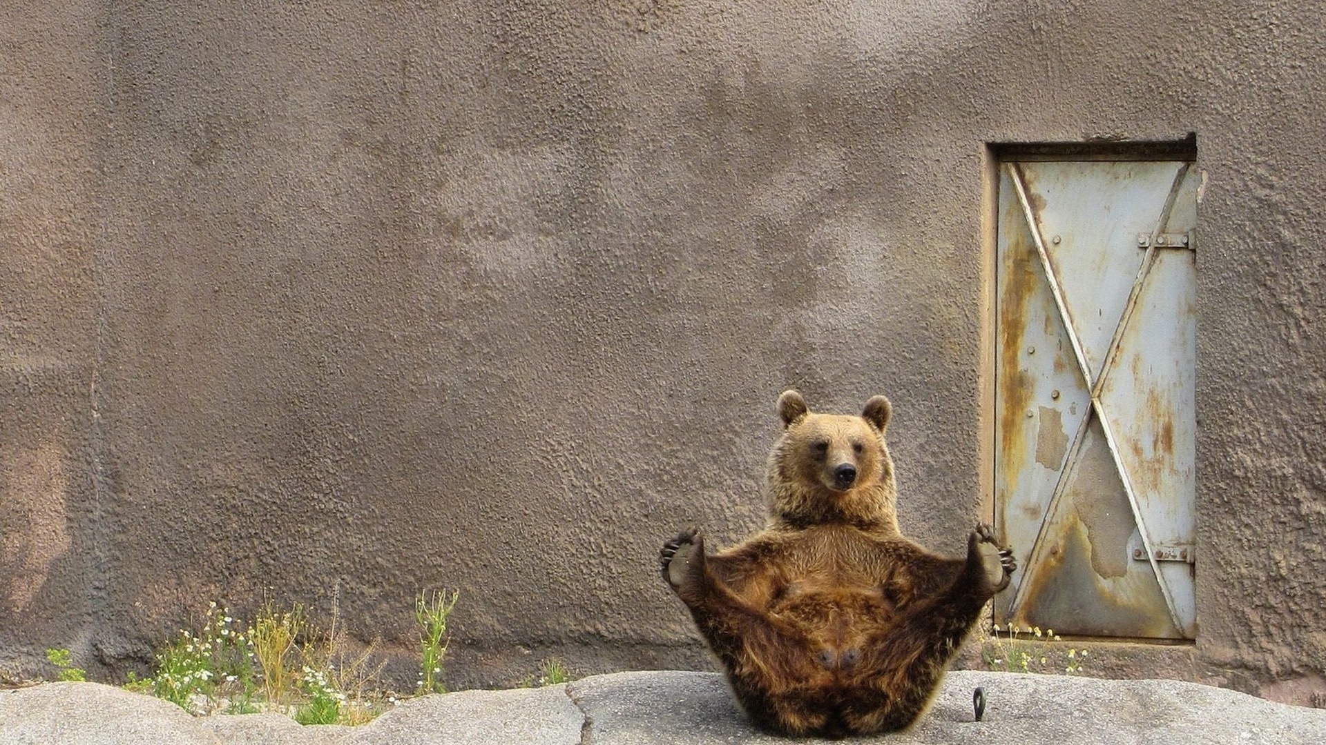 Baixar papel de parede para celular de Bears, Animais gratuito.