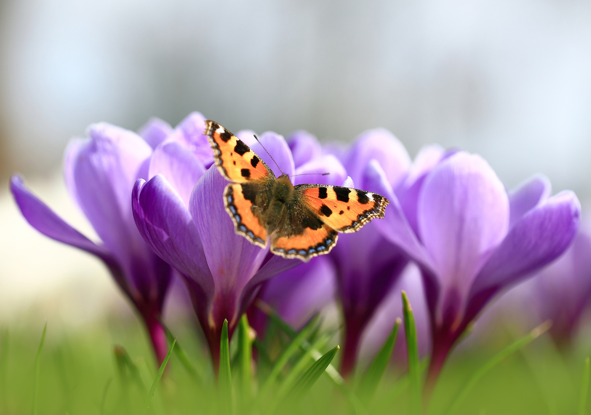 Скачати мобільні шпалери Квітка, Макрос, Метелик, Тварина, Крокус, Фіолетова Квітка безкоштовно.
