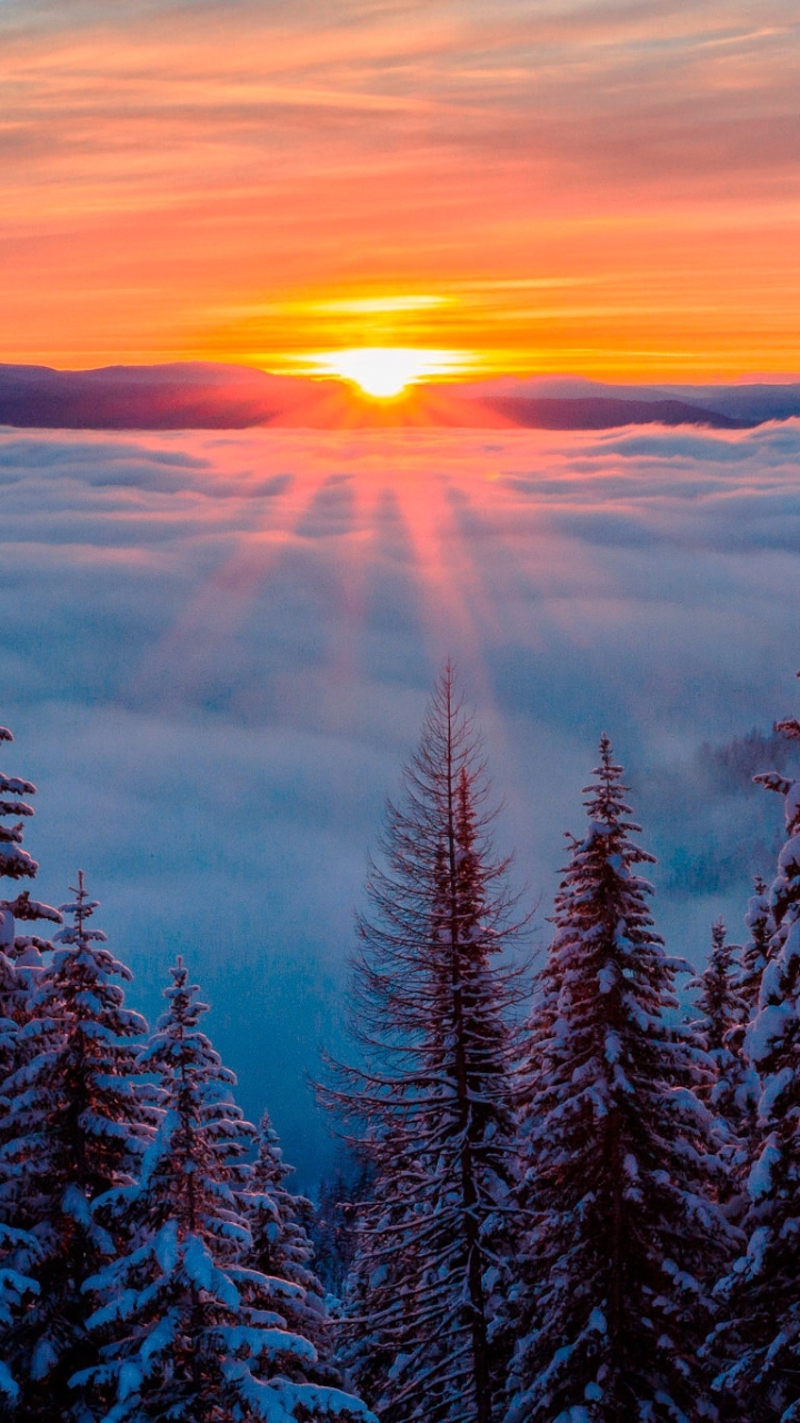 Download mobile wallpaper Winter, Nature, Sky, Sun, Forest, Fog, Sunrise, Earth for free.