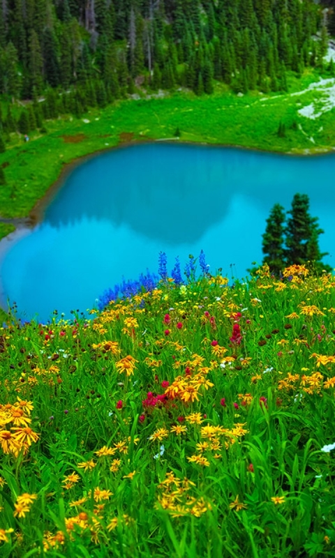 Download mobile wallpaper Landscape, Grass, Lake, Flower, Earth, Colors, Spring for free.