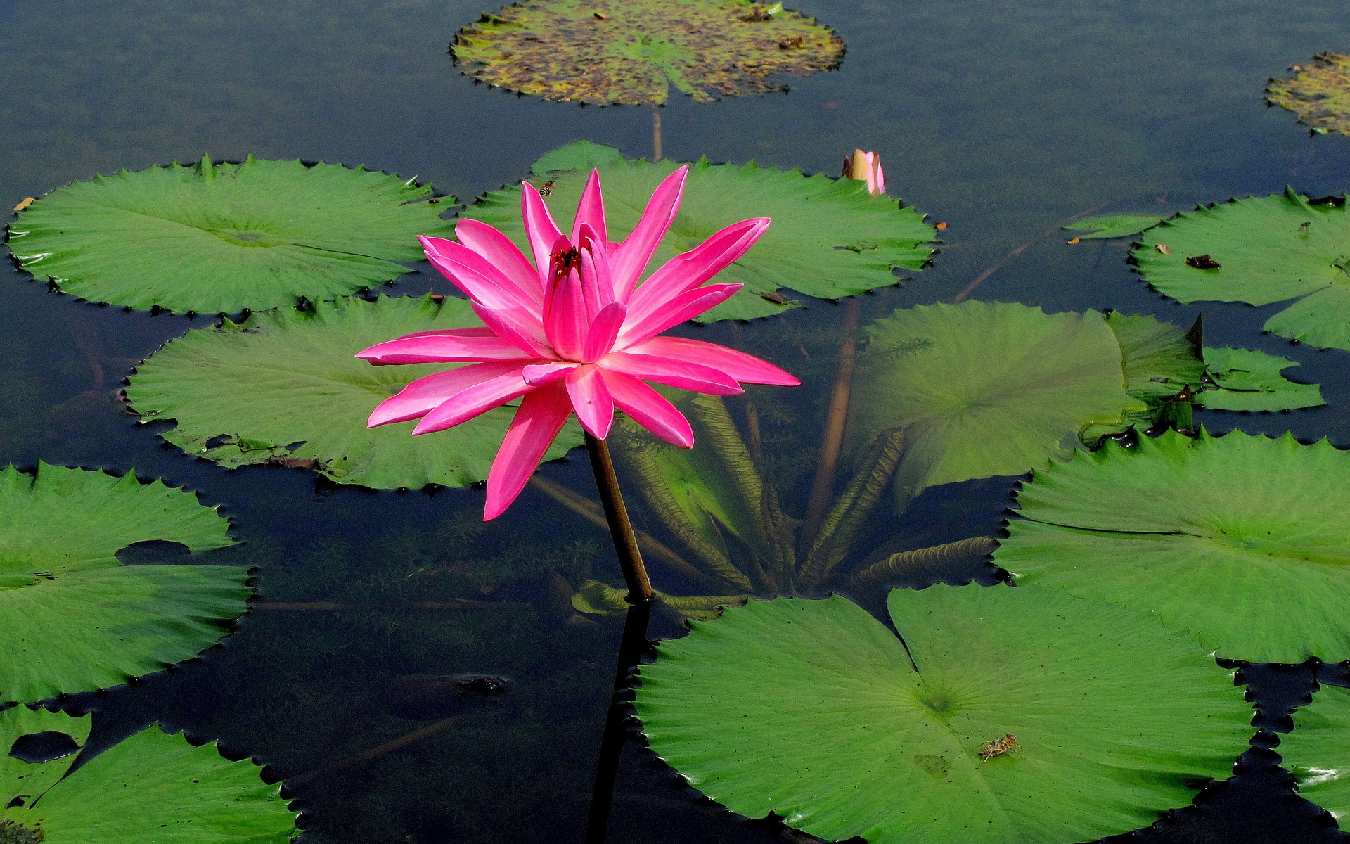 Téléchargez gratuitement l'image Fleurs, Lotus, Terre/nature sur le bureau de votre PC