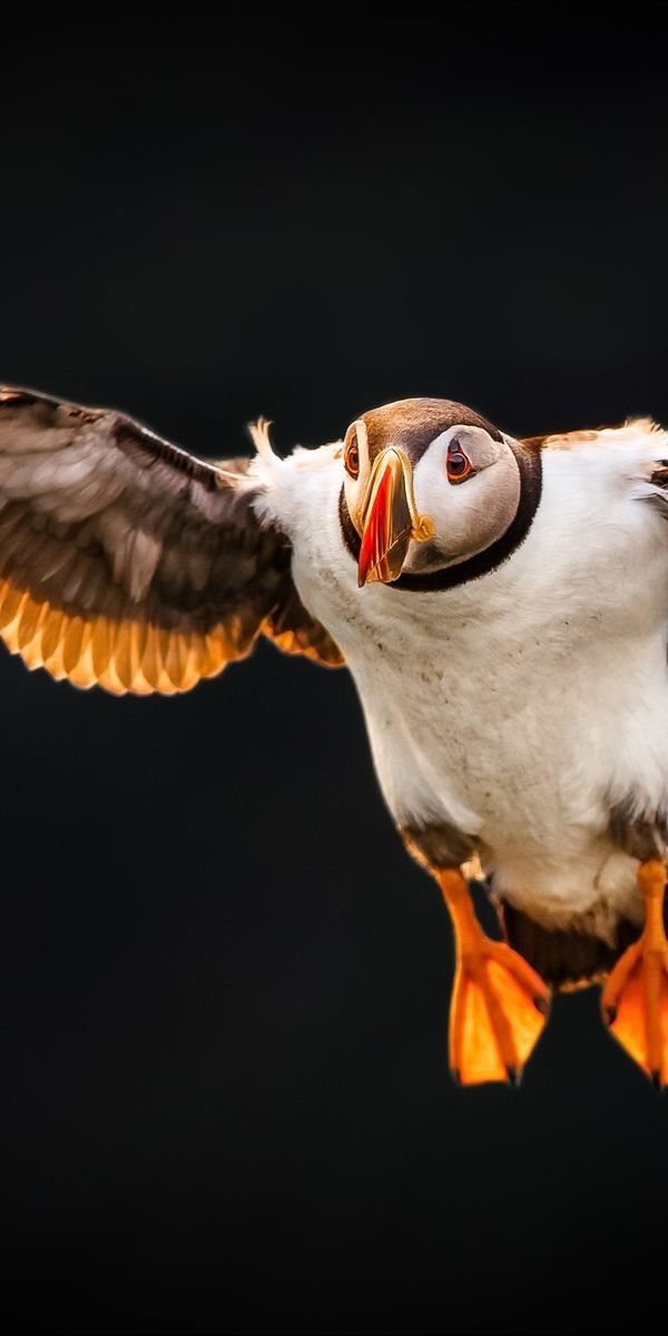 HDデスクトップ 壁紙: 動物, パフィン, 鳥ダウンロード無料画像 #394215