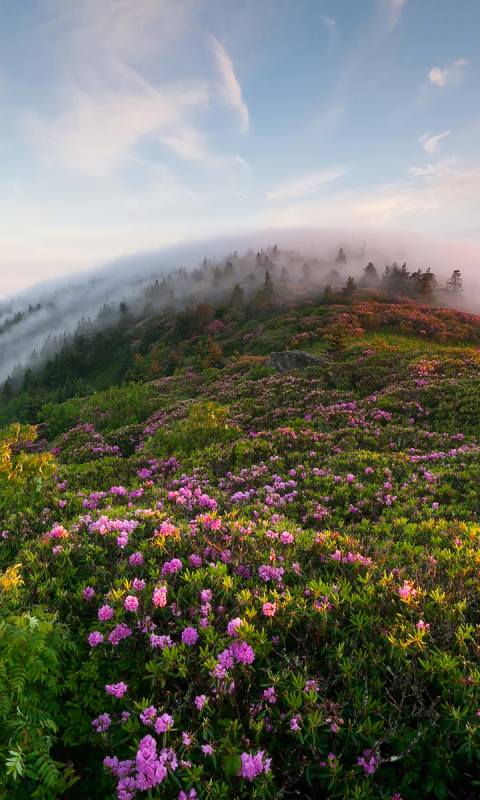 Handy-Wallpaper Landschaft, Berg, Blume, Nebel, Gebirge, Wolke, Szene, Himmel, Szenisch, Erde/natur kostenlos herunterladen.