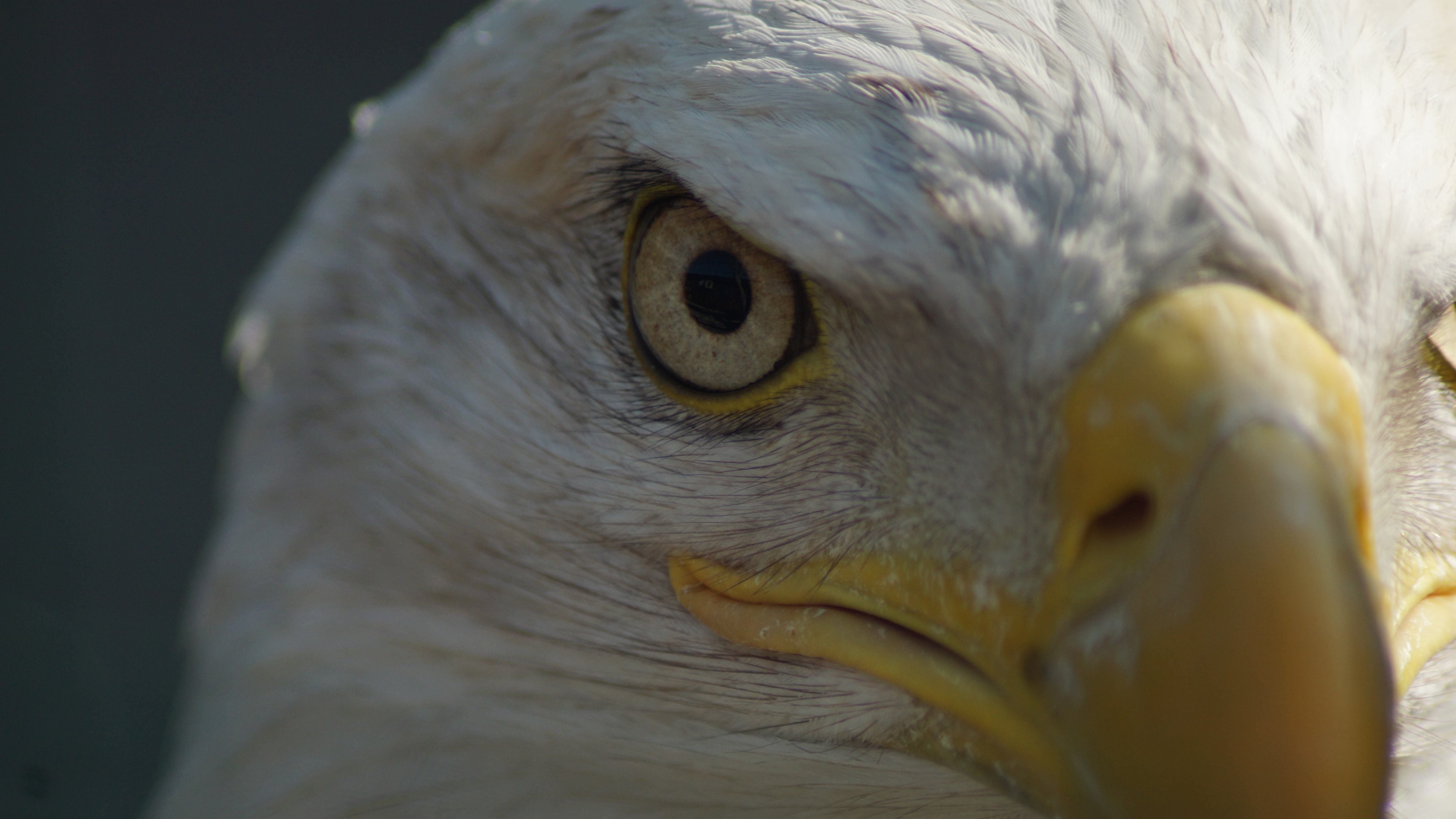 Descarga gratuita de fondo de pantalla para móvil de Animales, De Cerca, Águila, Cara, Águila Calva, Aves.