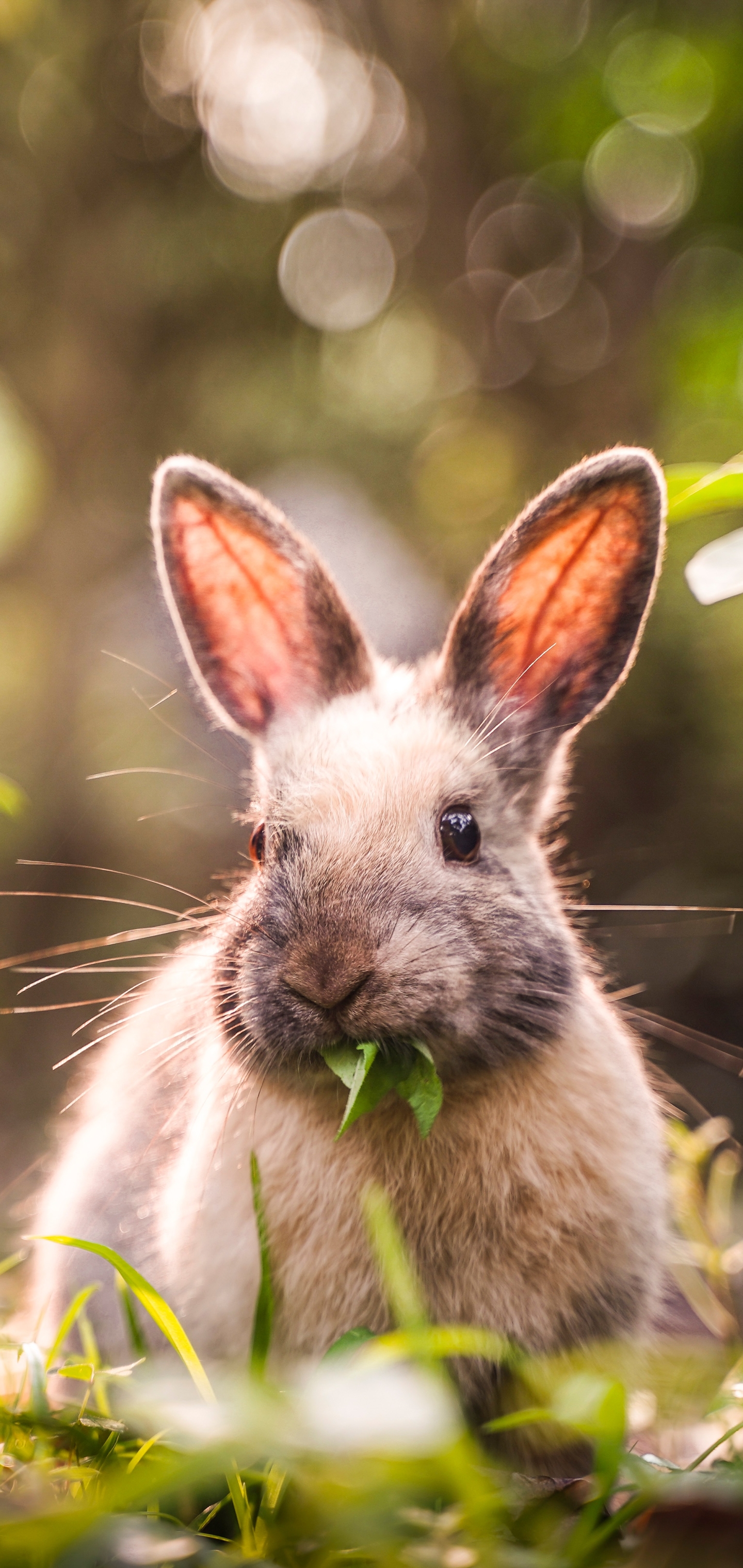 Handy-Wallpaper Tiere, Hase kostenlos herunterladen.