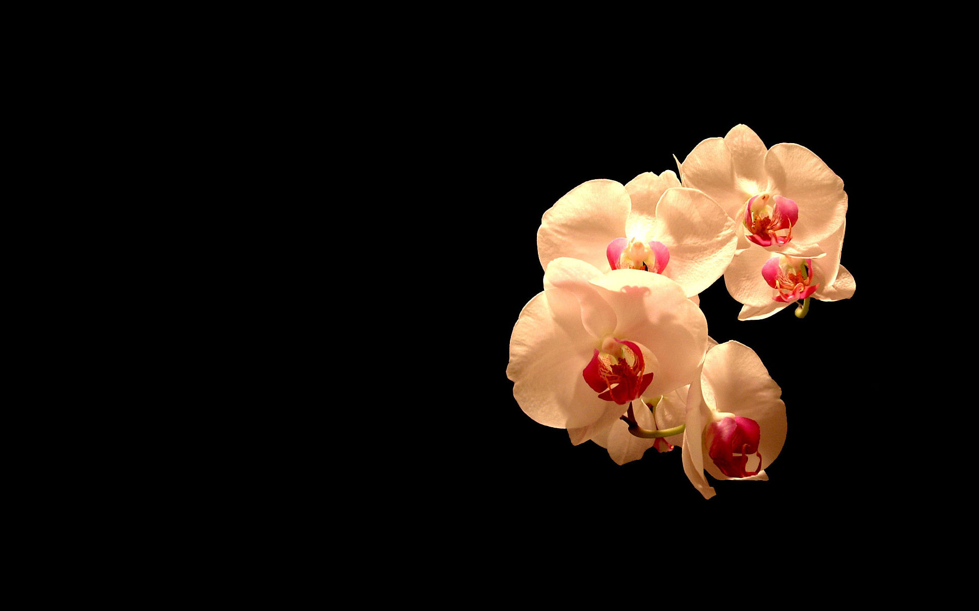 orchid, flowers, earth, flower