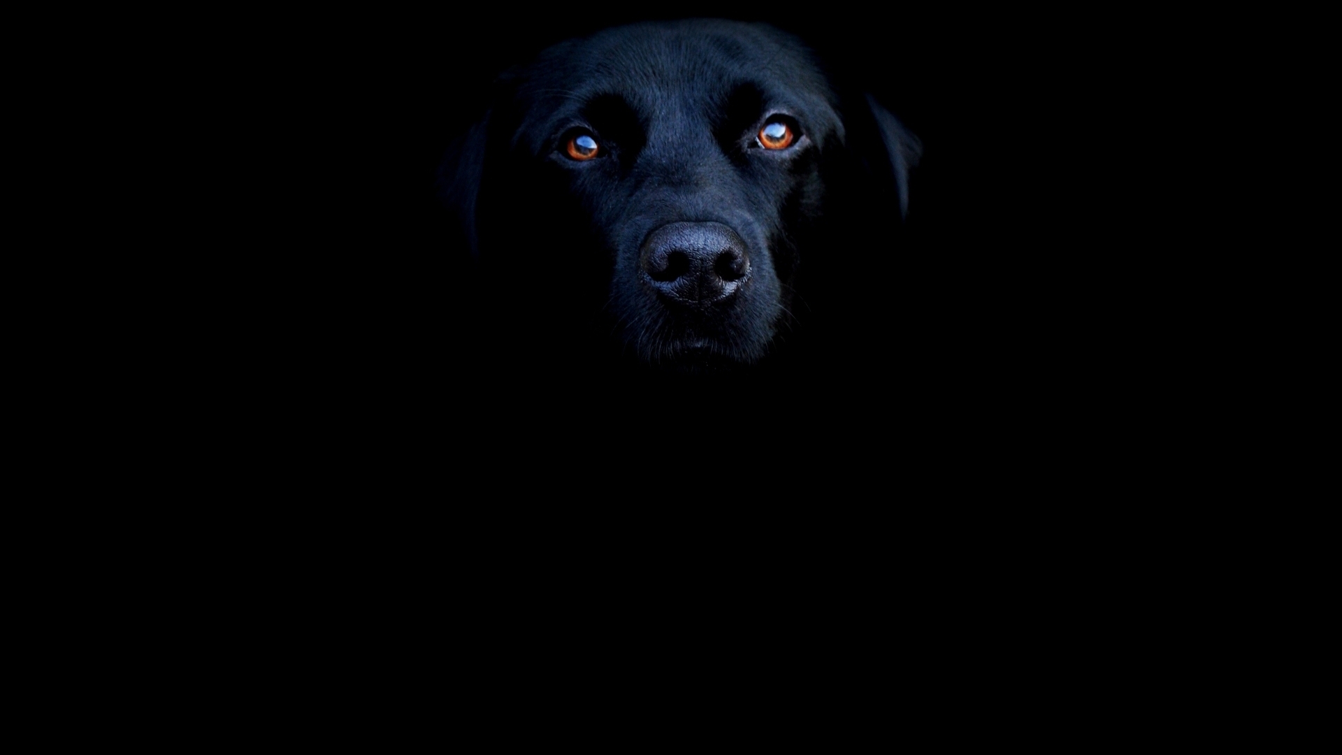 dogs, black, animals 2160p