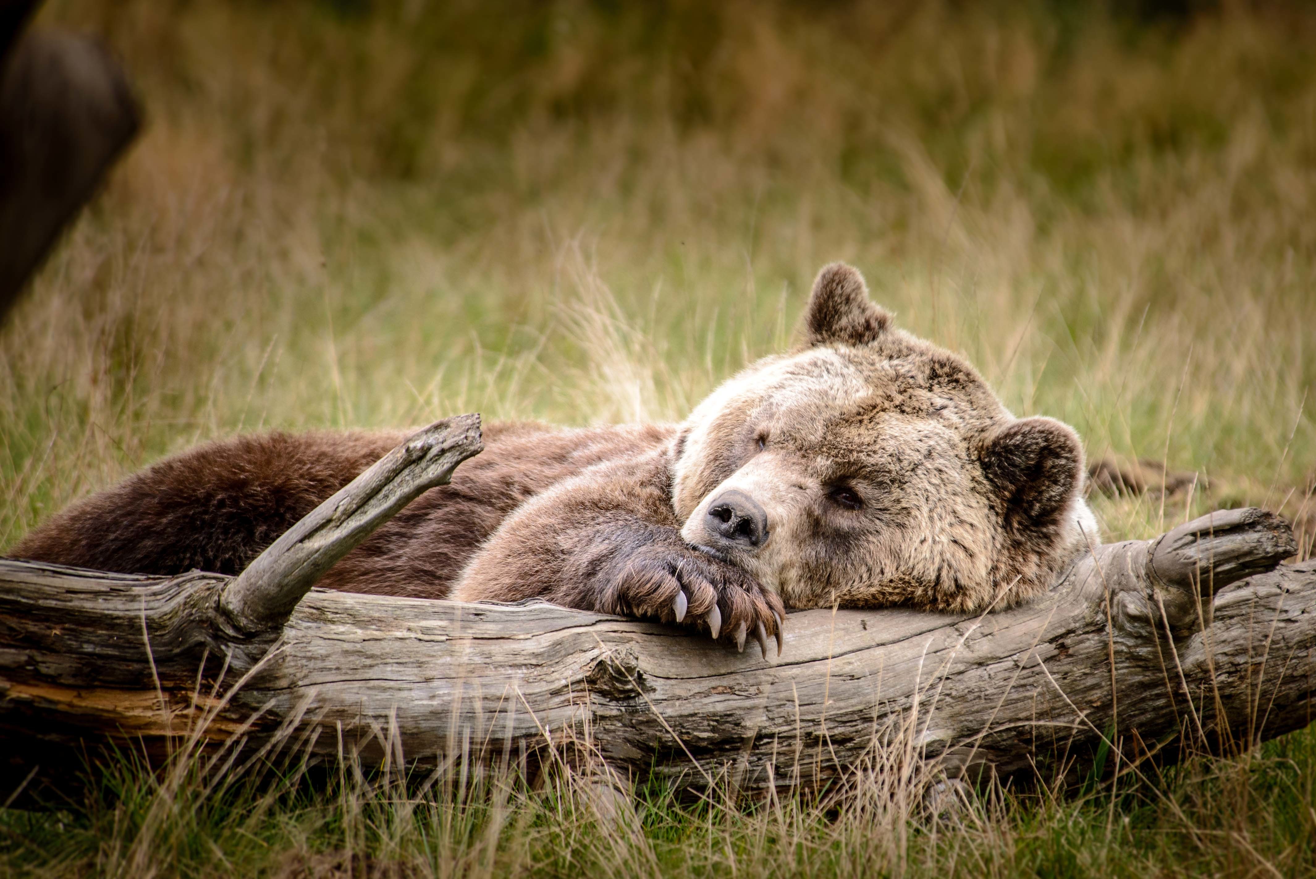 Download mobile wallpaper Bears, Bear, Animal, Sleeping for free.
