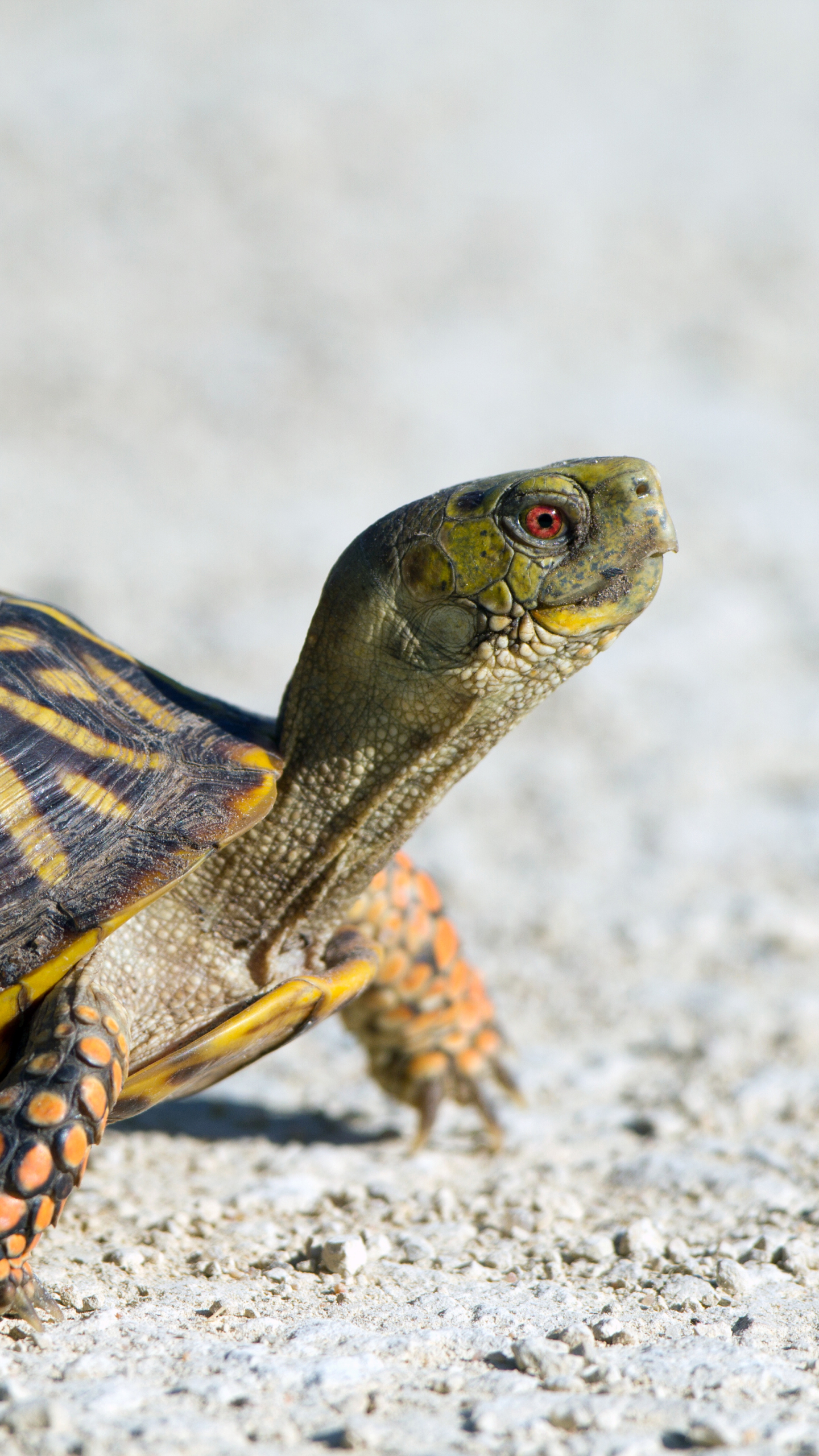 Laden Sie das Tiere, Reptil, Schildkröte, Schildkröten, Landschildkröten-Bild kostenlos auf Ihren PC-Desktop herunter