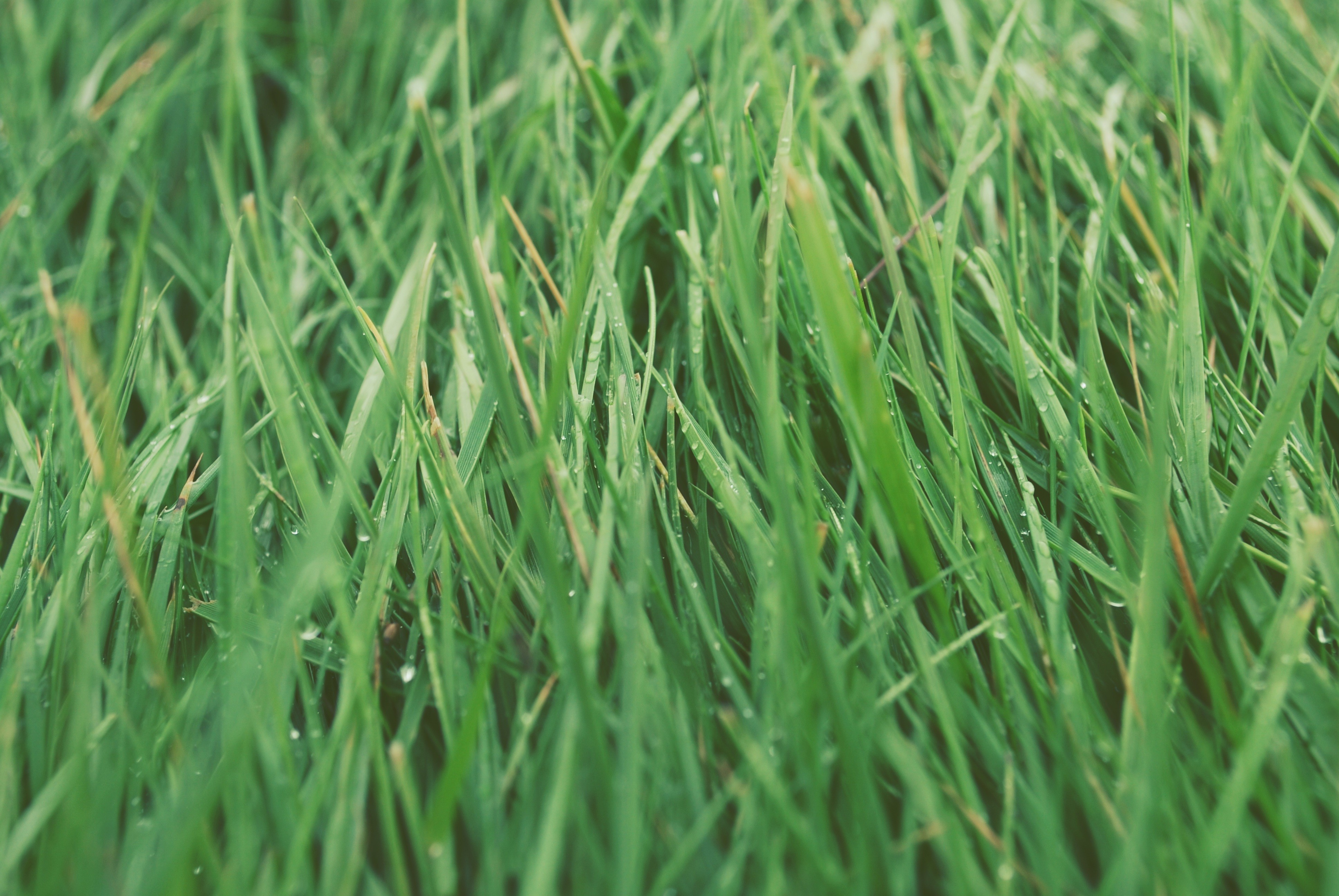 Free download wallpaper Grass, Earth on your PC desktop