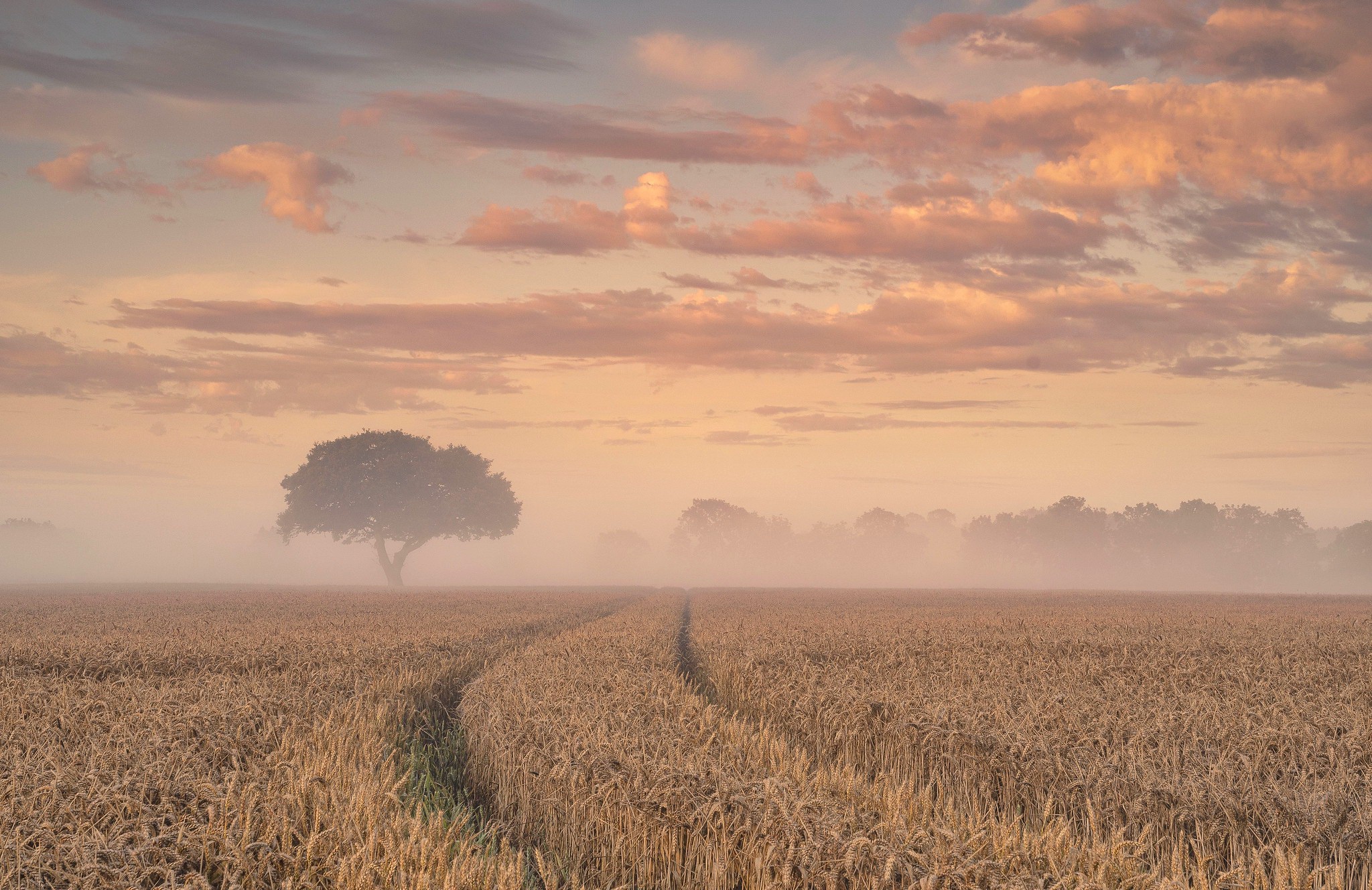 Free download wallpaper Nature, Summer, Wheat, Tree, Fog, Earth, Field on your PC desktop