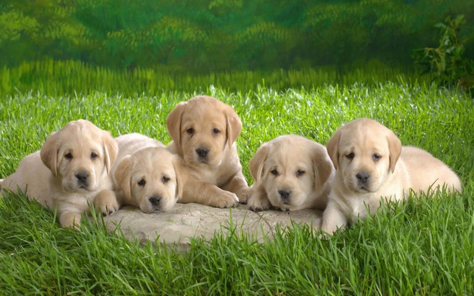 animals, grass, to lie down, lie, labradors, puppies, lots of, multitude