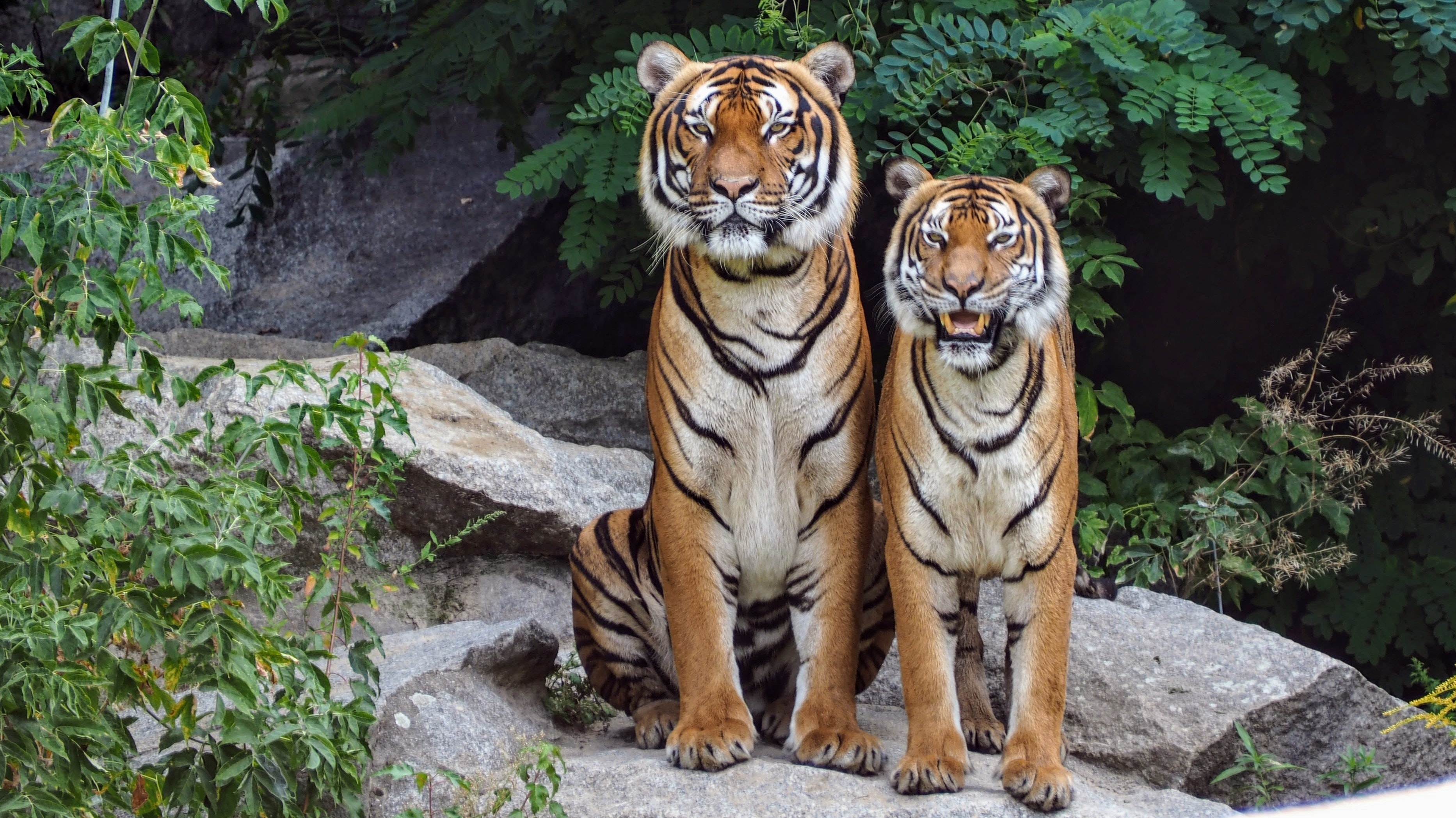 Descarga gratuita de fondo de pantalla para móvil de Animales, Gatos, Tigre.