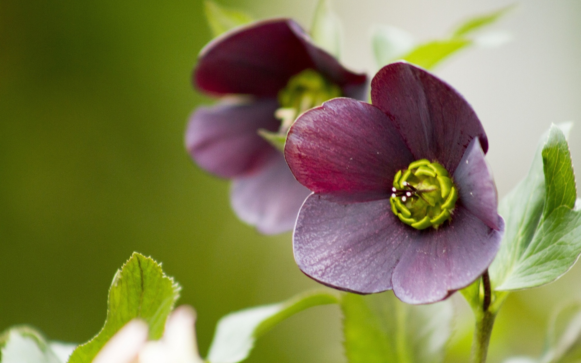 Descarga gratuita de fondo de pantalla para móvil de Flores, Flor, Tierra/naturaleza.