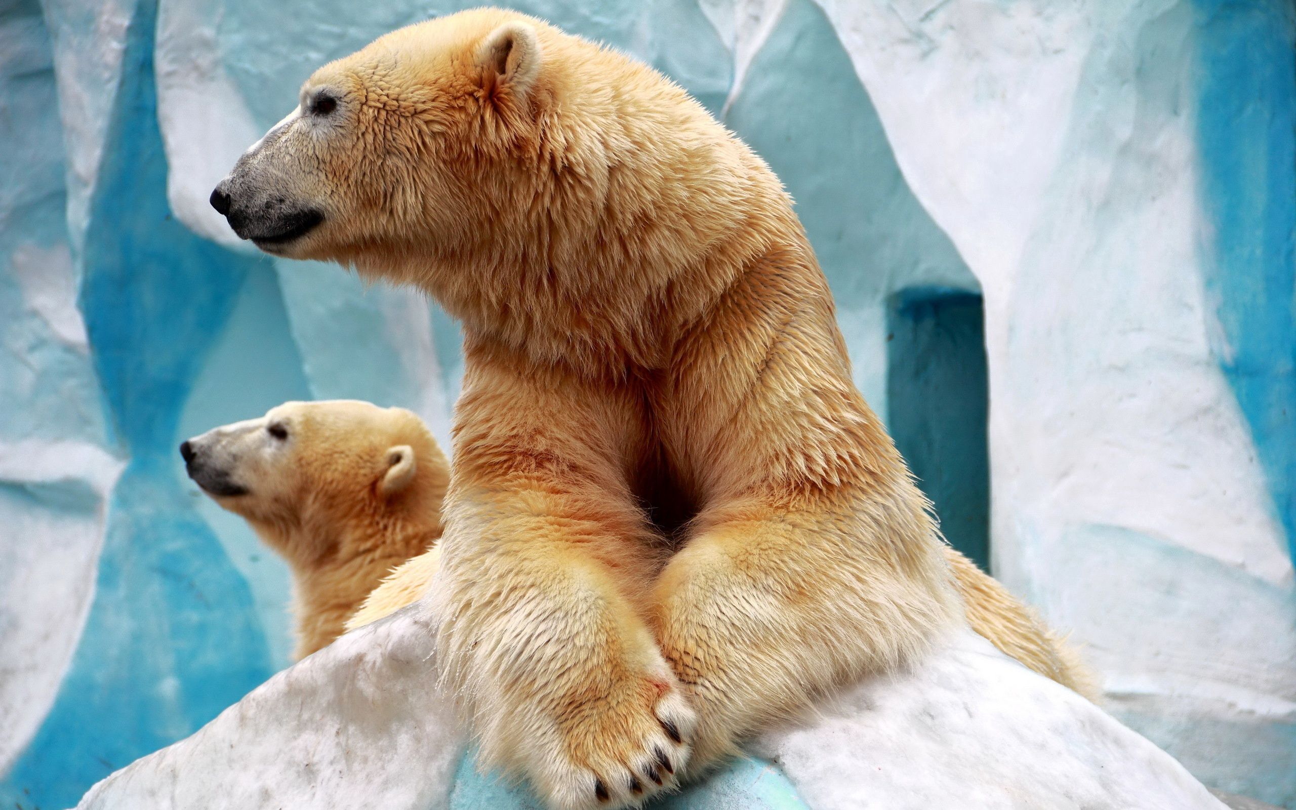 76472 завантажити картинку білі ведмеді, тварини, лід, пара - шпалери і заставки безкоштовно