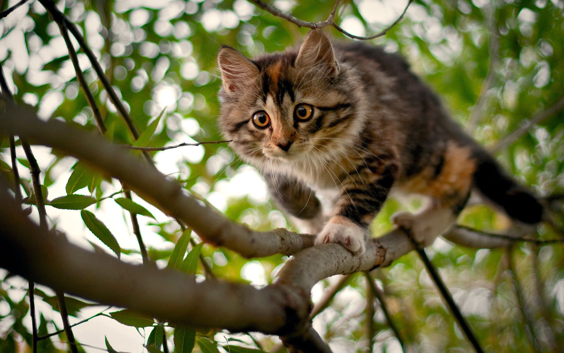 Download mobile wallpaper Spotted, Spotty, Branches, Wood, Kitty, Curiosity, Tree, Kitten, Animals for free.
