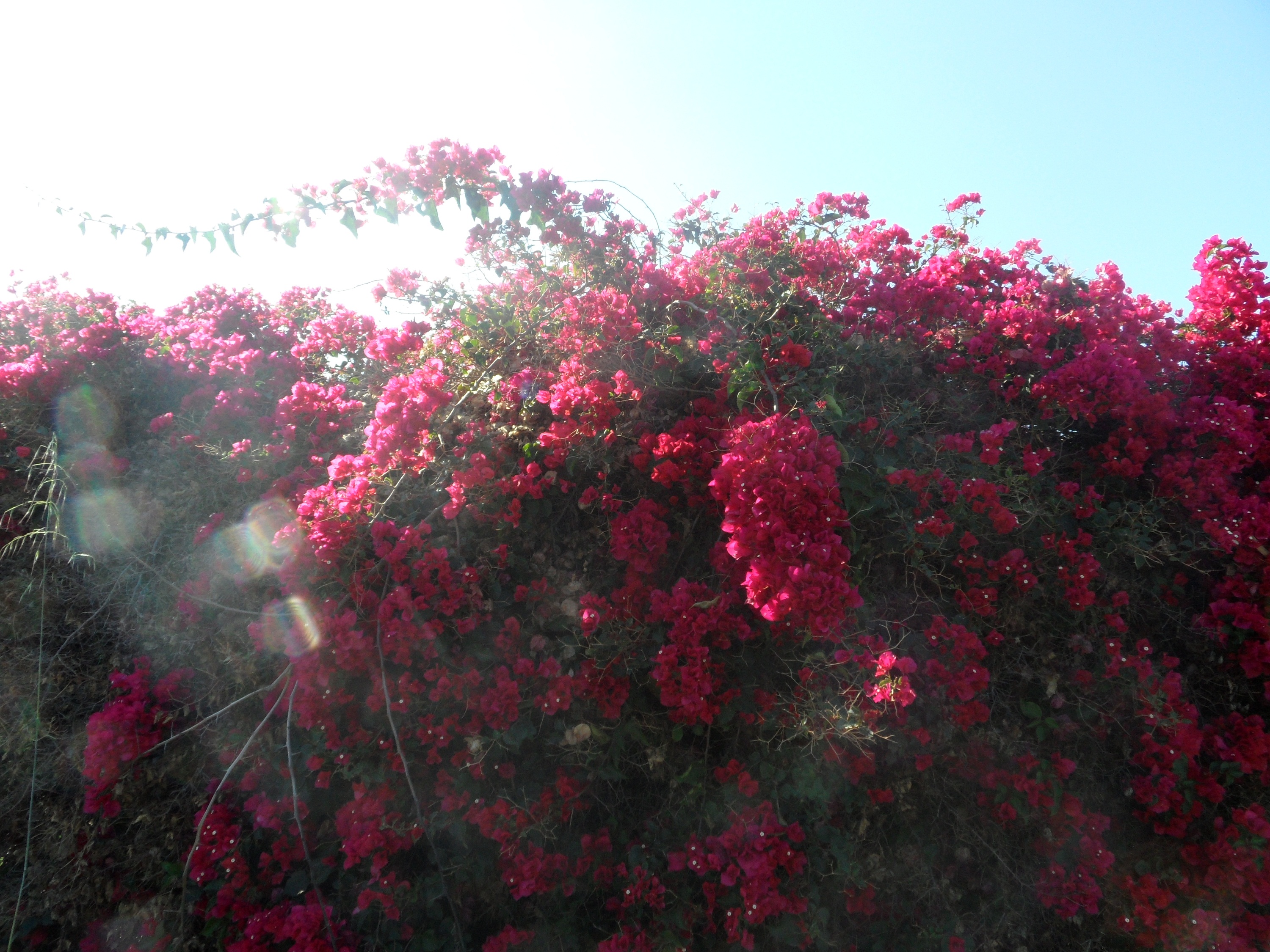 Baixe gratuitamente a imagem Flores, Flor, Buganvílias, Terra/natureza na área de trabalho do seu PC