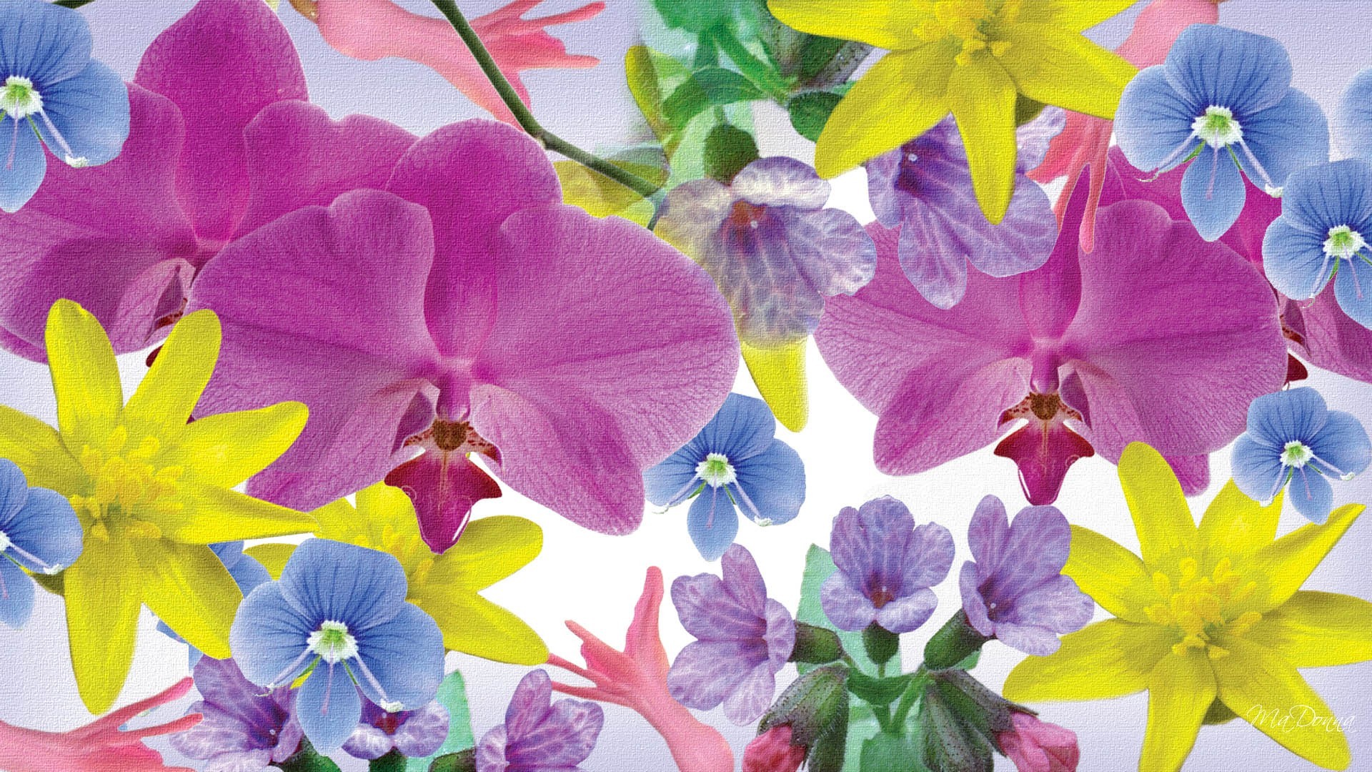 Скачать картинку Цветок, Цвета, Красочный, Орхидея, Художественные, Флауэрсы в телефон бесплатно.