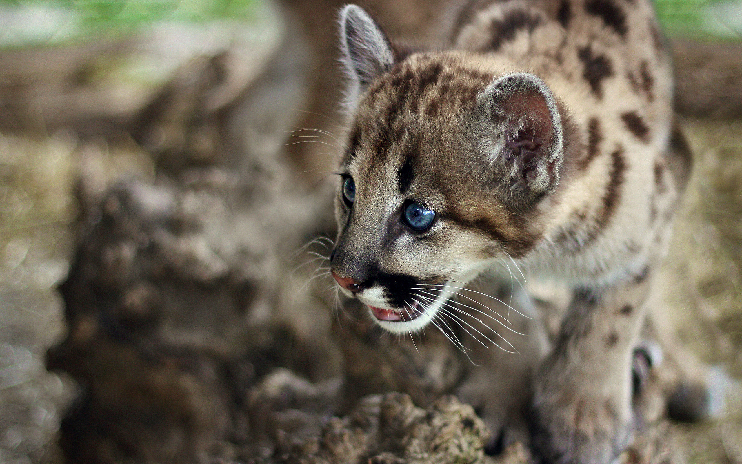 Free download wallpaper Animal, Cougar on your PC desktop