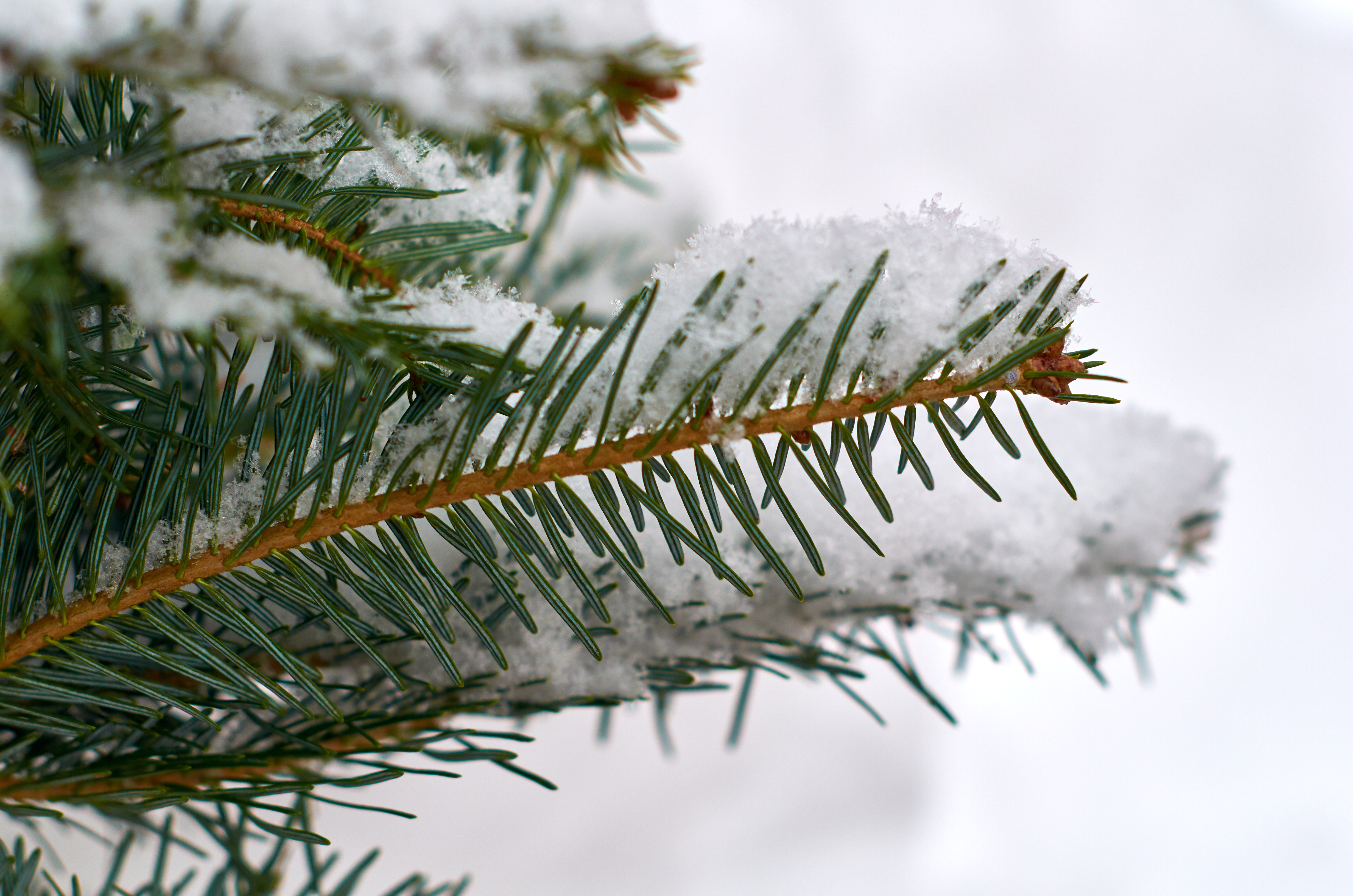 Download mobile wallpaper Spruce, Fir, Macro, Branch, Snow, Winter for free.