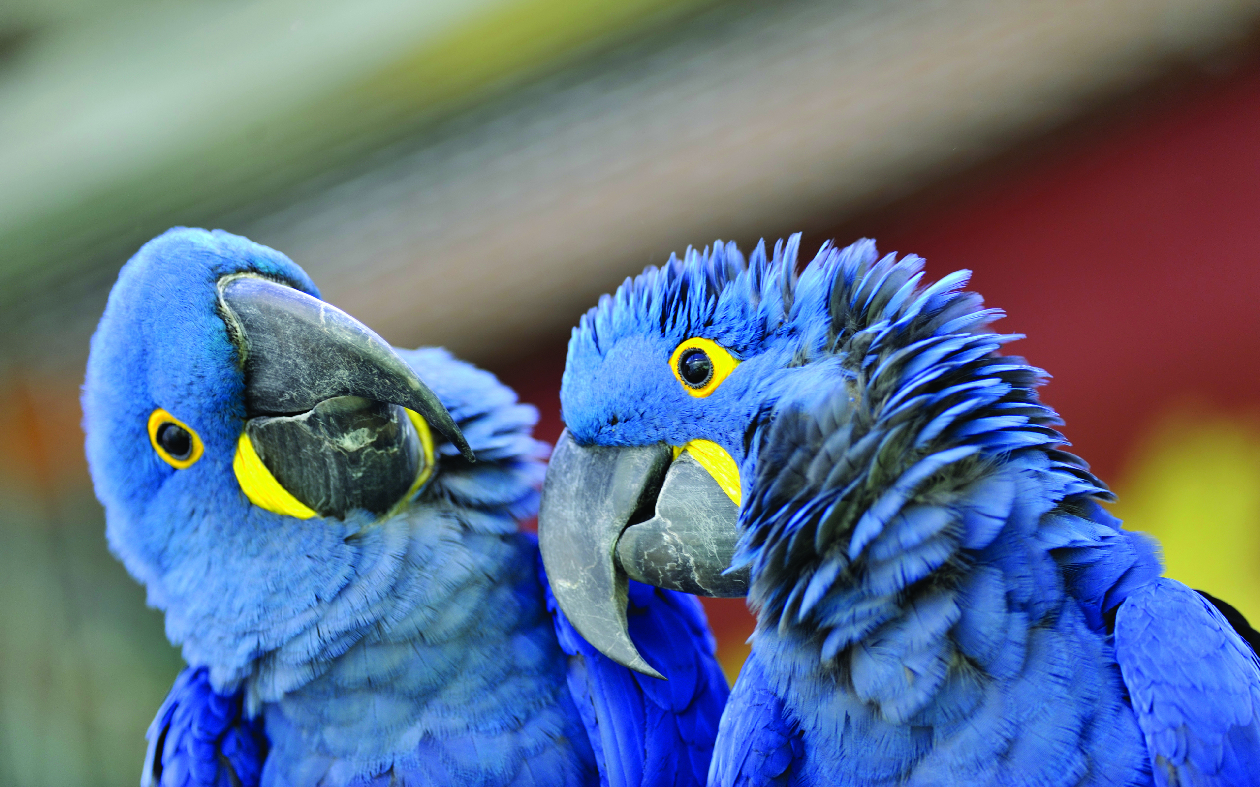 animal, hyacinth macaw, birds