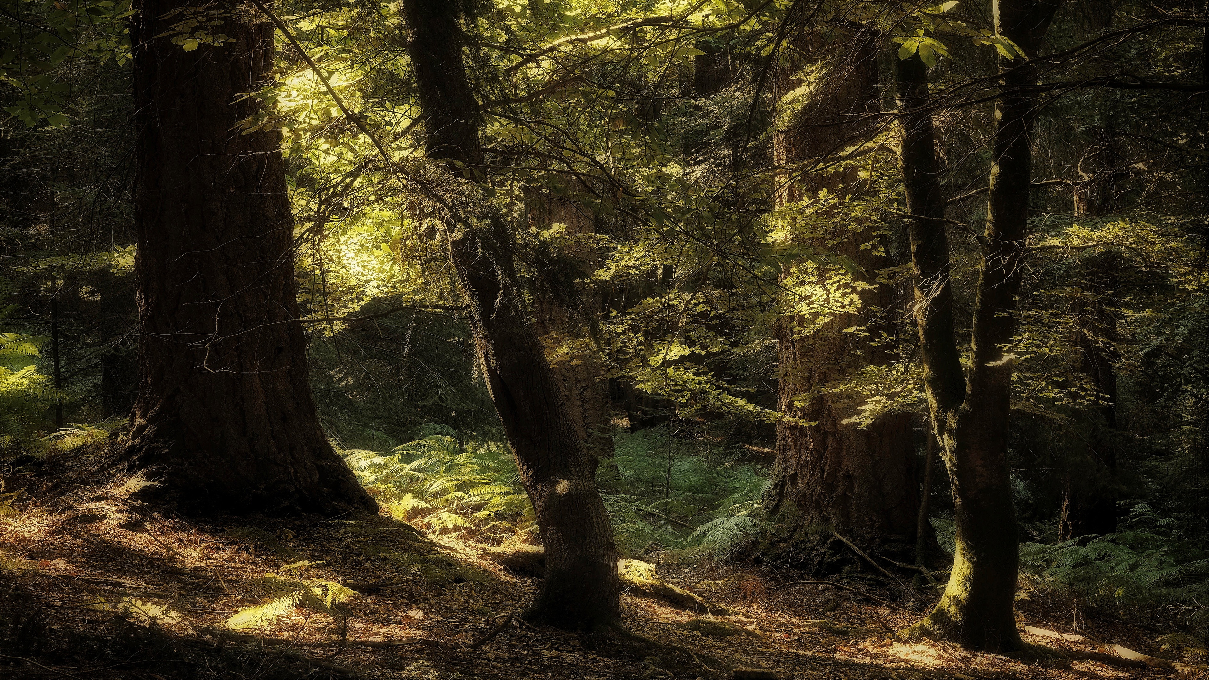 Téléchargez des papiers peints mobile Forêt, Terre/nature gratuitement.