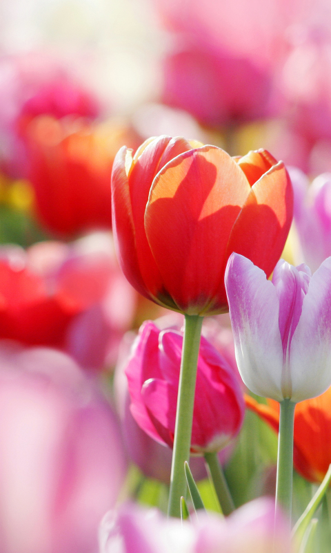 Download mobile wallpaper Tulip, Flowers, Flower, Earth for free.