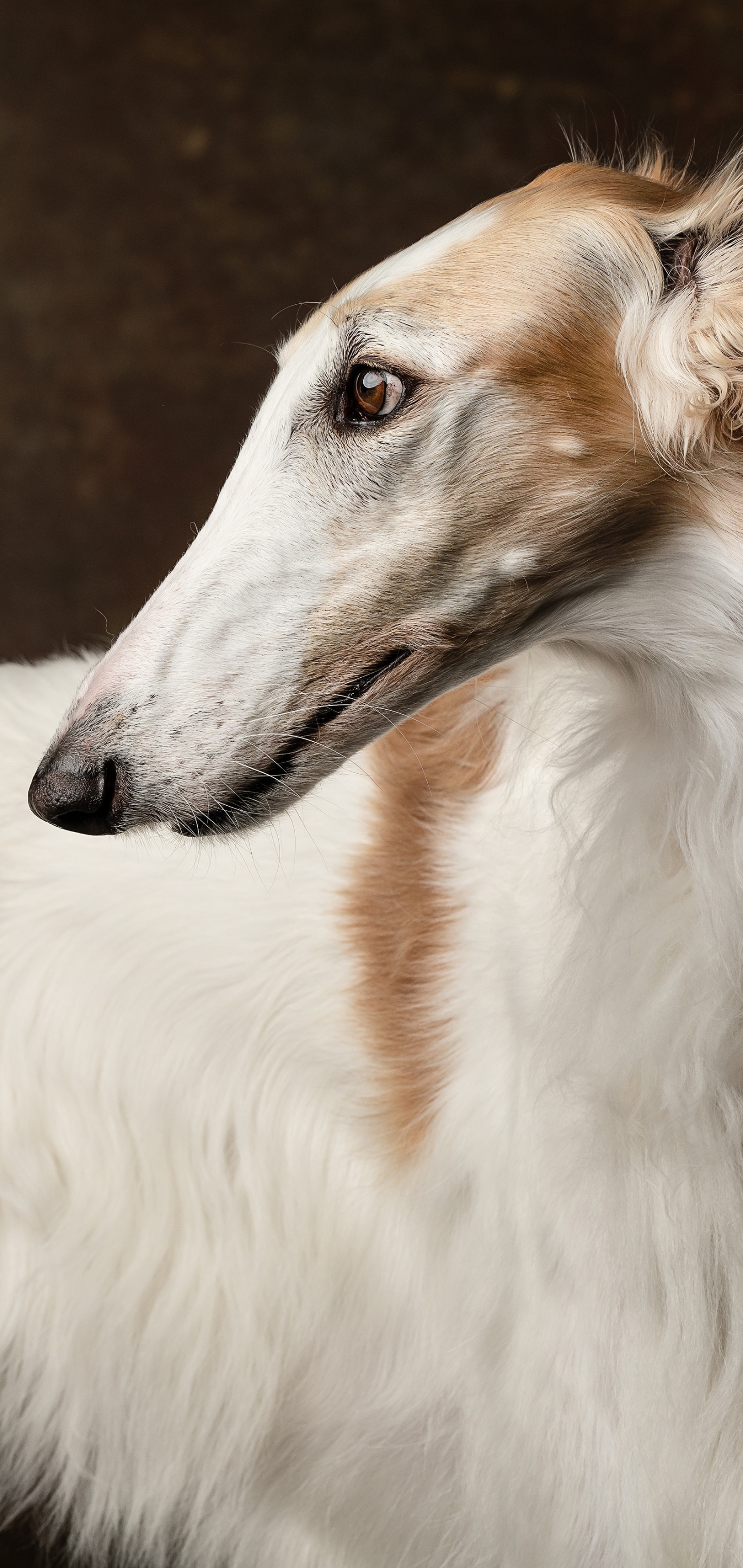 Free download wallpaper Dogs, Animal, Borzoi on your PC desktop
