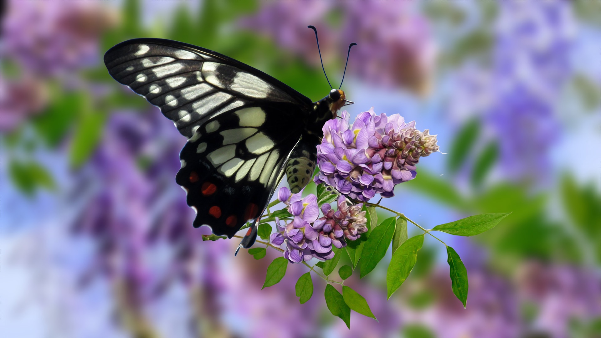 Download mobile wallpaper Butterfly, Animal for free.