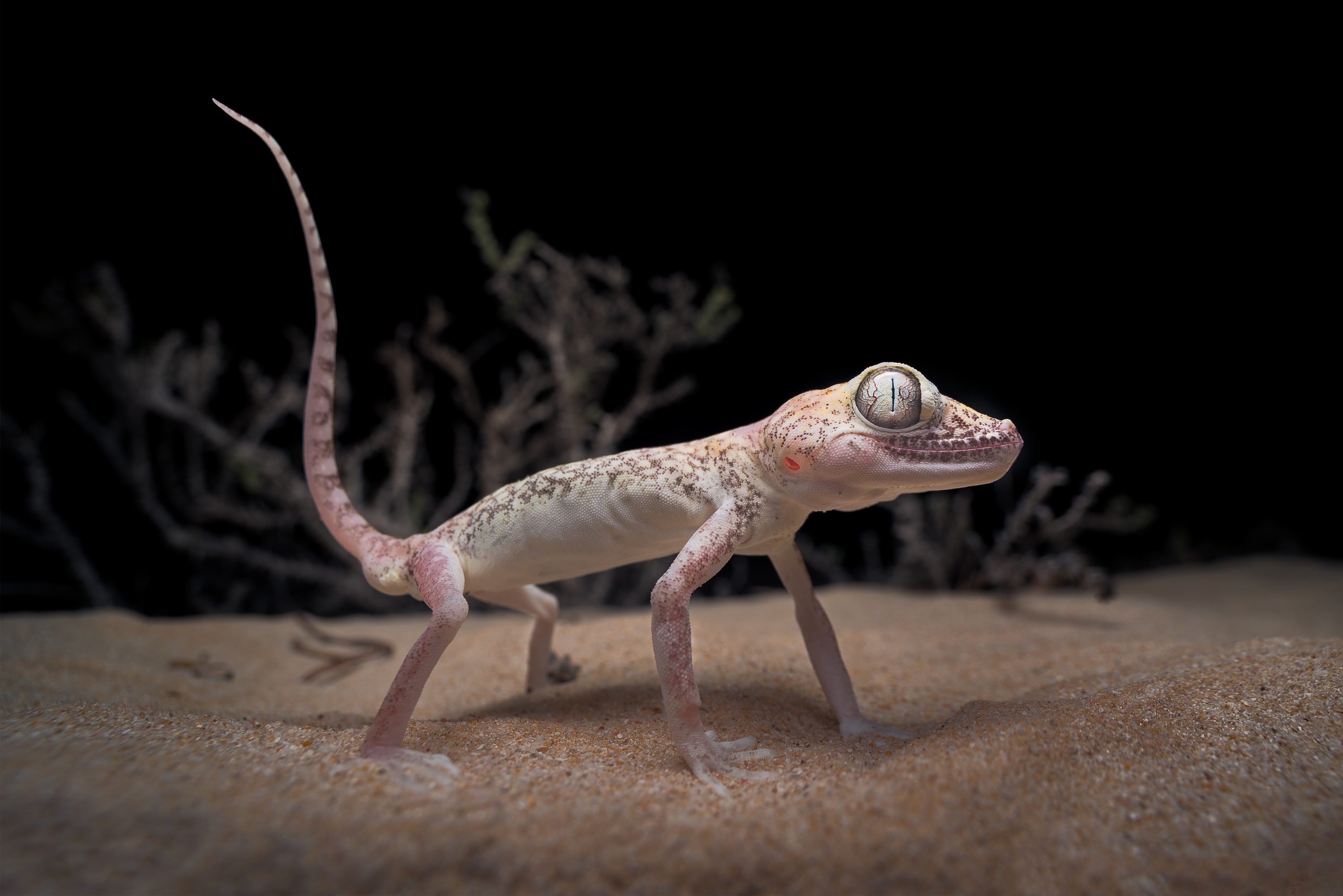 Download mobile wallpaper Sand, Animal, Lizard, Reptiles, Gecko for free.