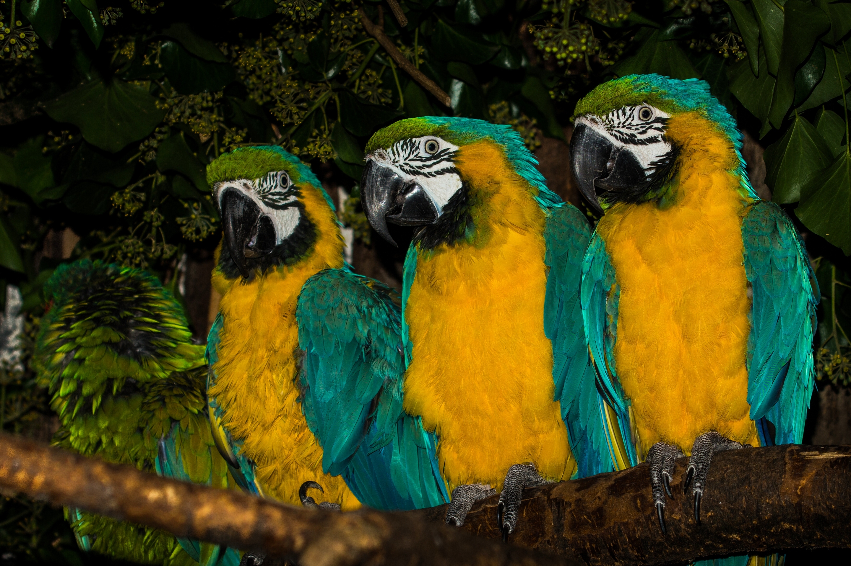 Laden Sie das Tiere, Vögel, Vogel, Farben, Ara, Gelbbrustara-Bild kostenlos auf Ihren PC-Desktop herunter