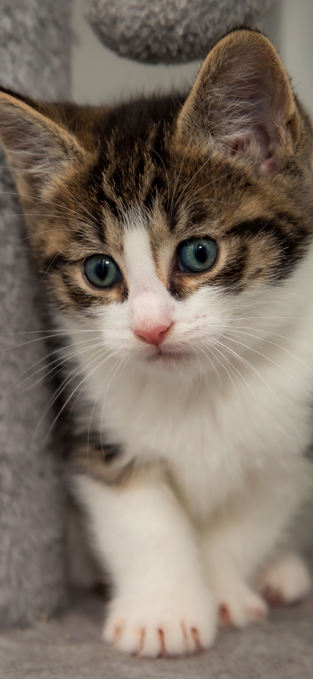 Baixar papel de parede para celular de Animais, Gatos, Gato, Gatinho gratuito.