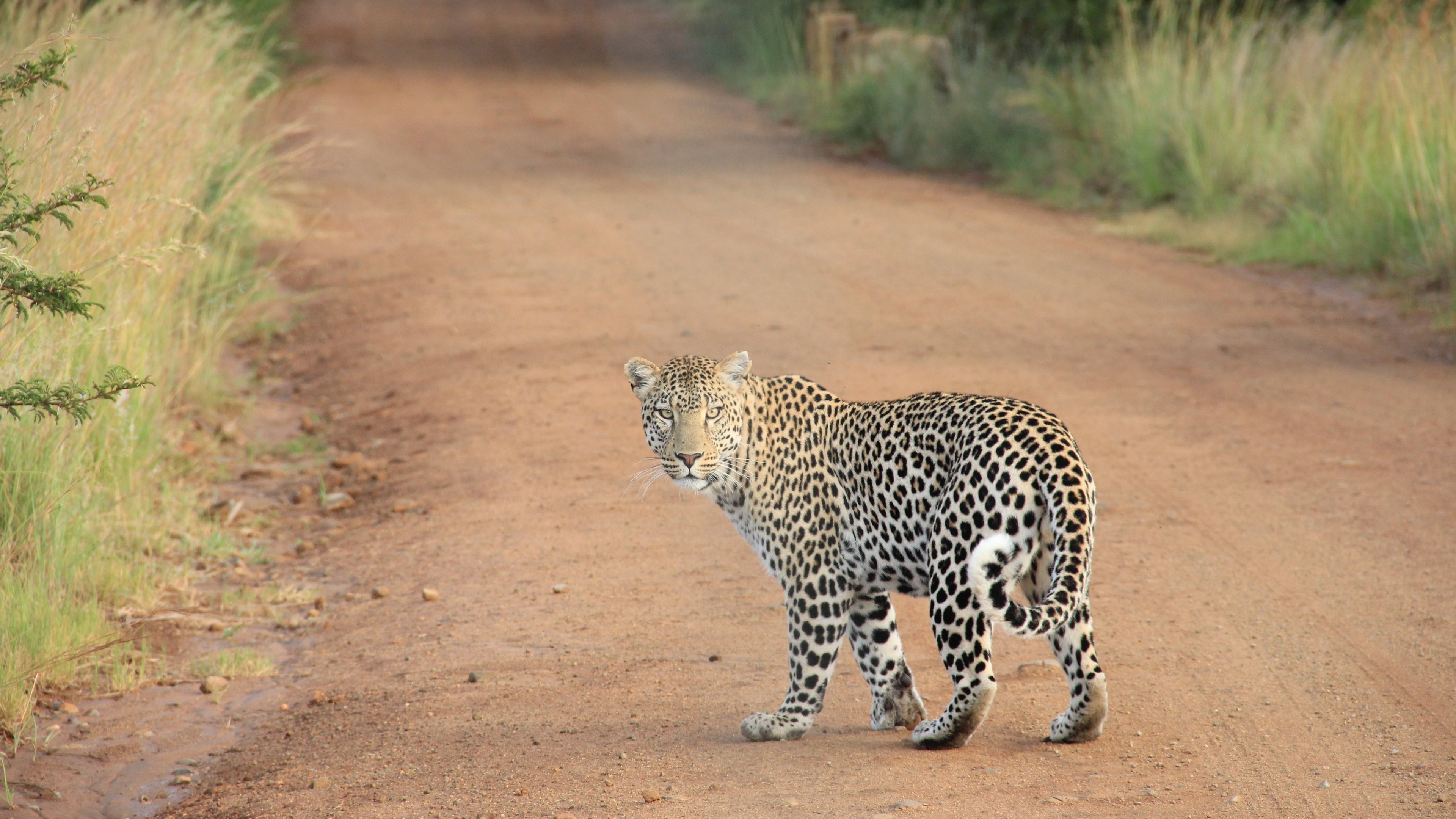 Baixar papel de parede para celular de Animais, Gatos, Leopardo gratuito.